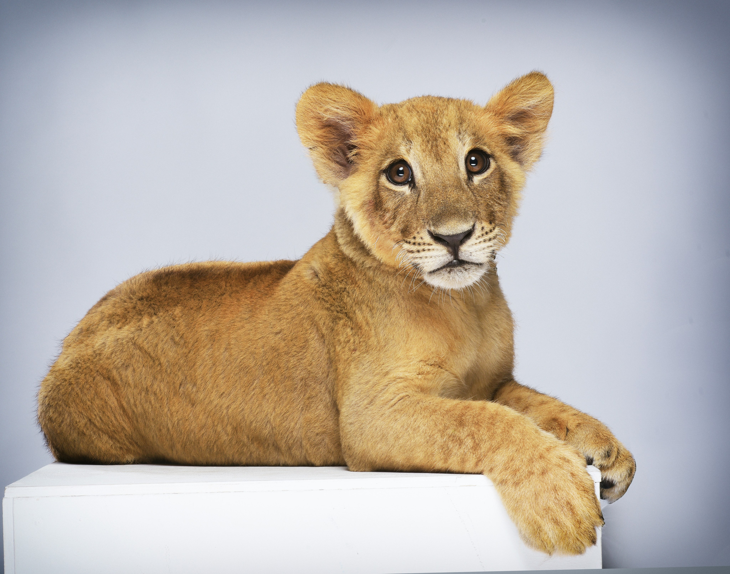 ЖИВОТНЫЕ. Www.apowerstudio.com