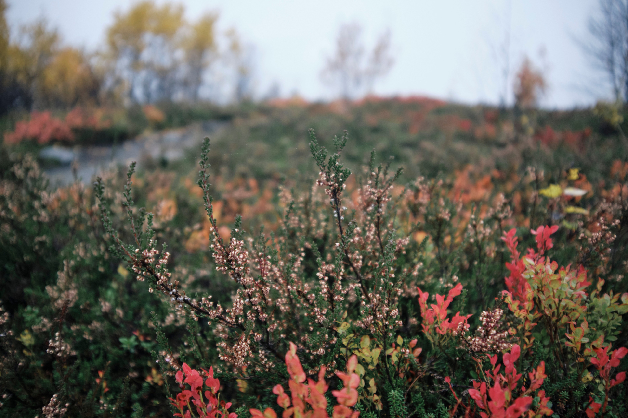Поездка в Мурманск. Заметки и фото. Елена Павленко. Фотограф. Москва