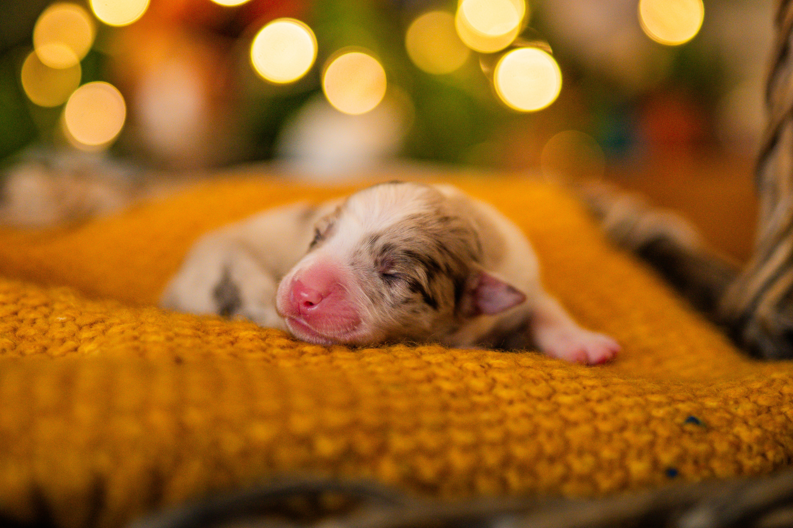 Фритсвит. Семейный фотограф Ефремова Виктория