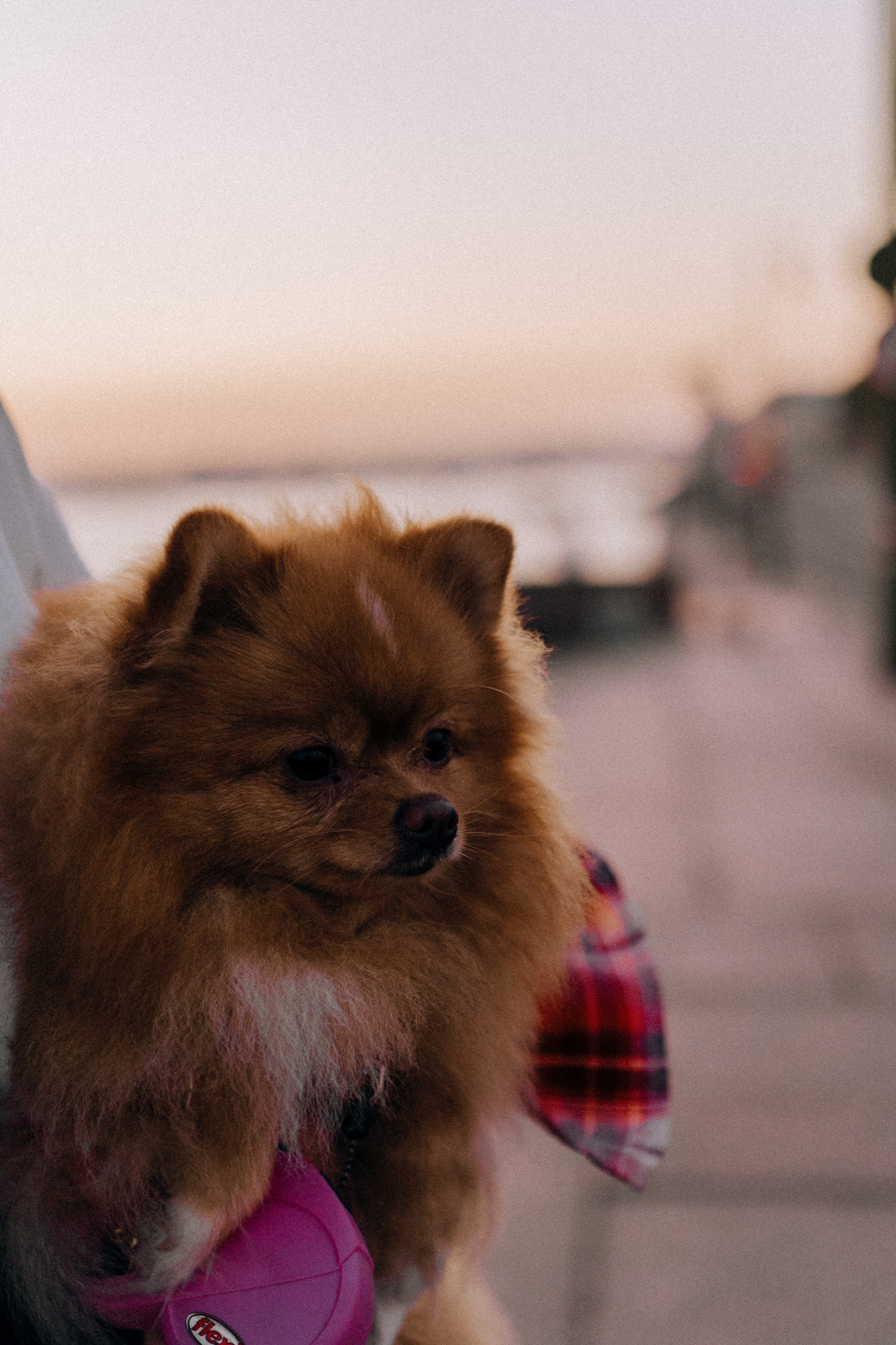 РАССВЕТНАЯ ИСТОРИЯ. Профессиональный фотограф, Санкт-Петербург — Виктория Богомолова