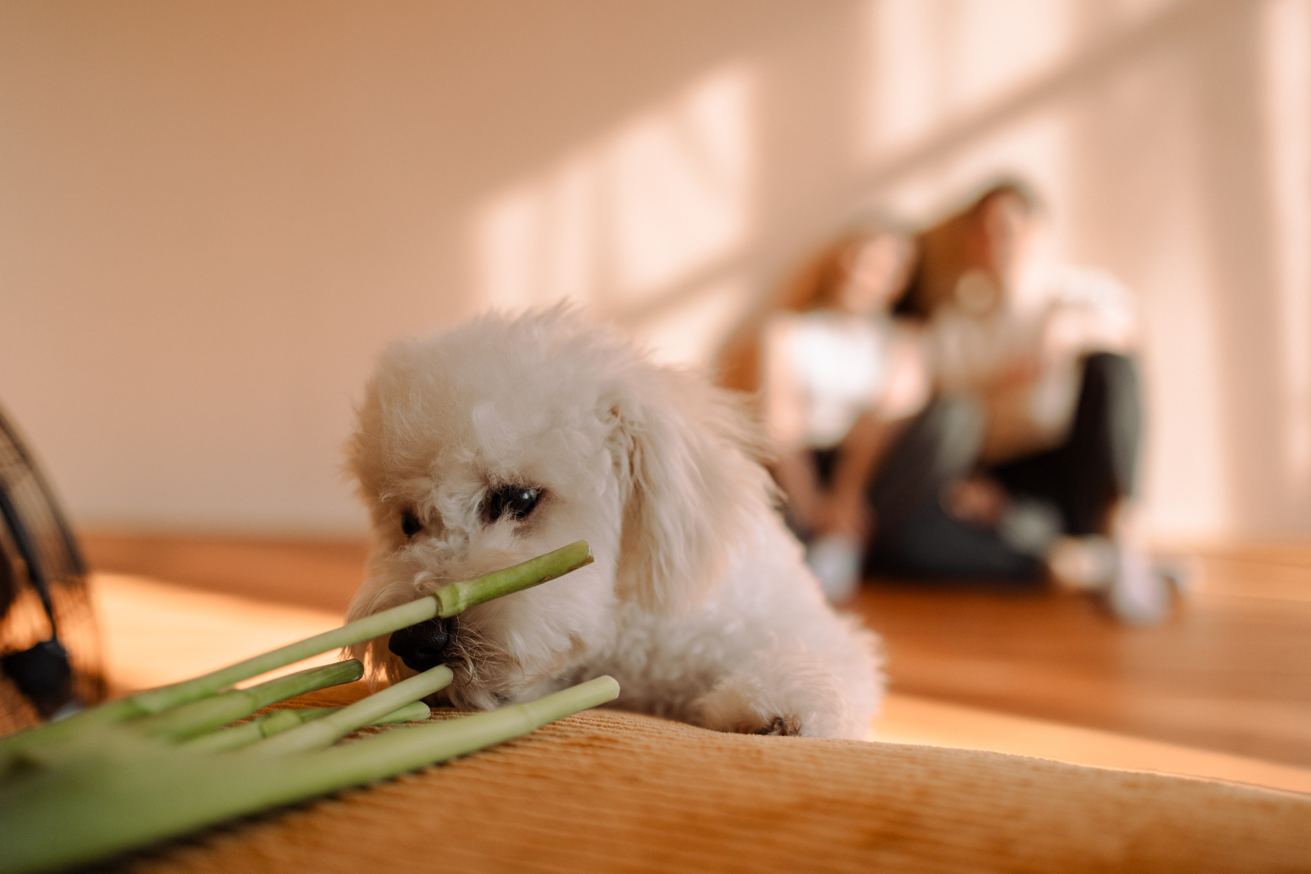 Луна и ее семья. Фотограф — Анималист | Санкт-Петербург
