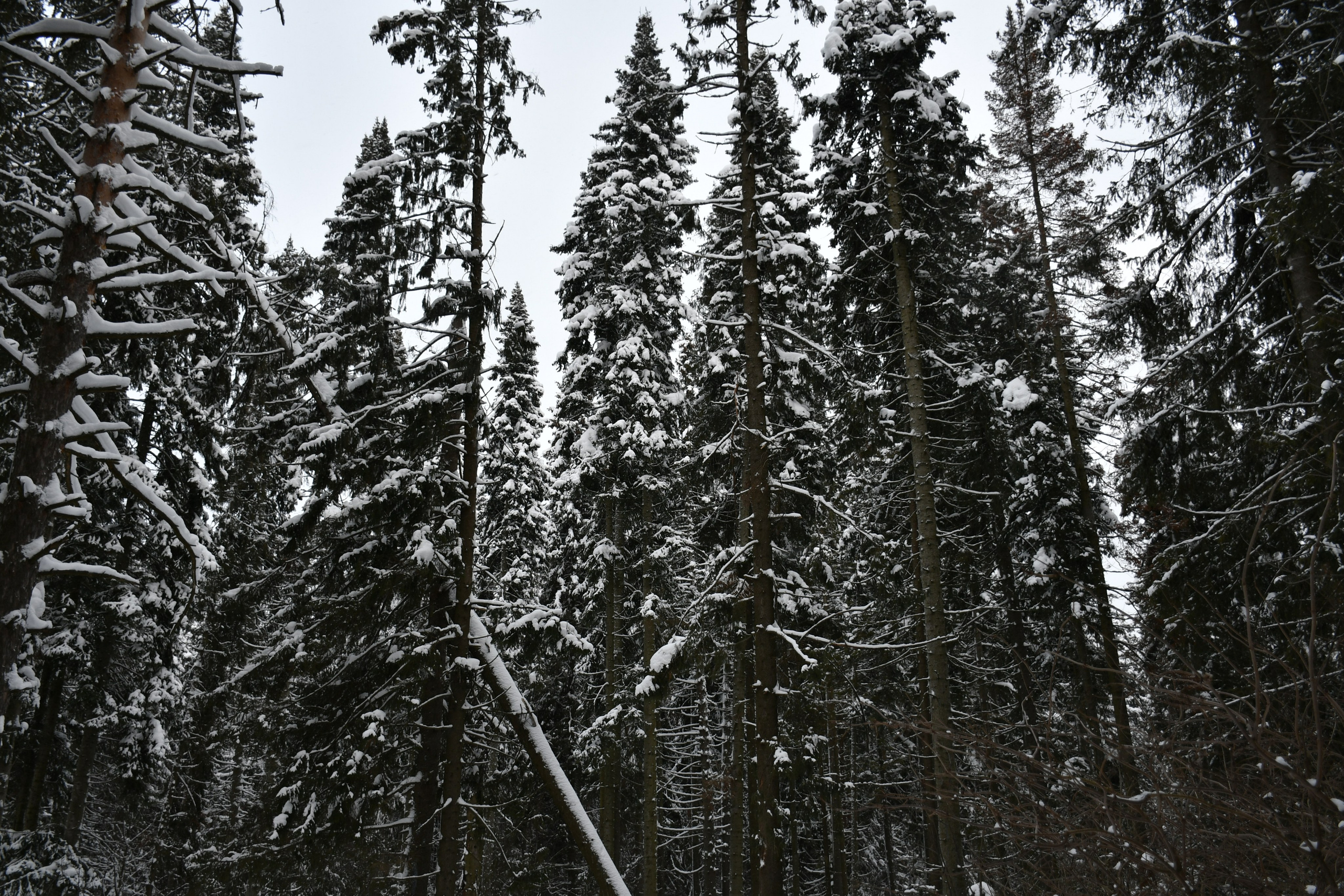 Природа. Анастасия Куц | фотограф | Пермский край