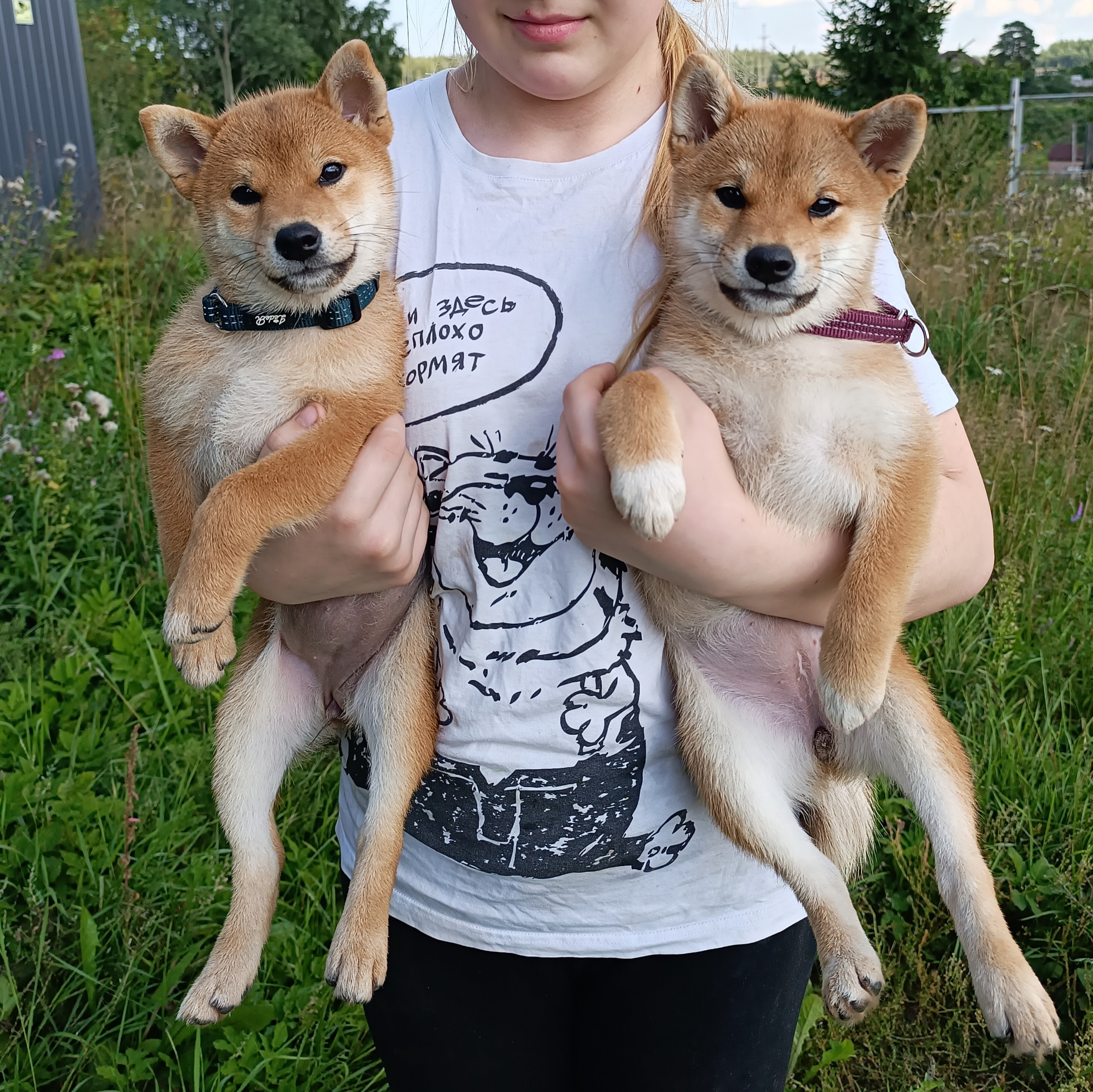 сиба питомник Рубилайт щенки на продажу rubylight  сиба щенки купить СПб Санкт-Петербург