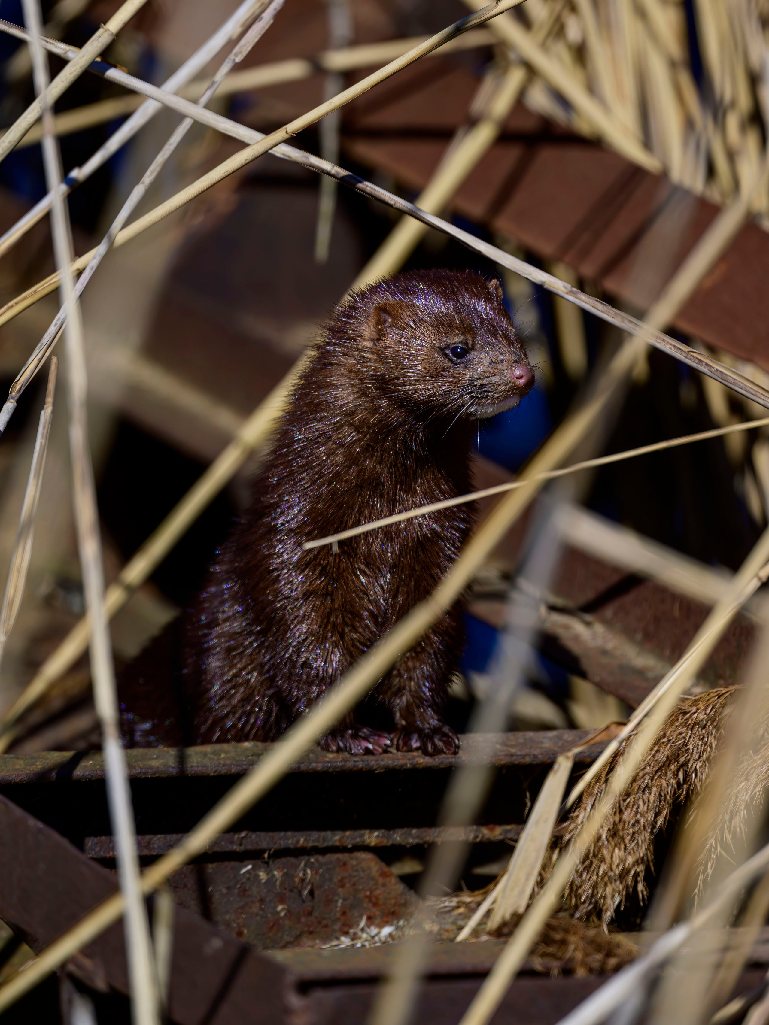 Норка и водоплавь. Фотограф Сергей Пупонин