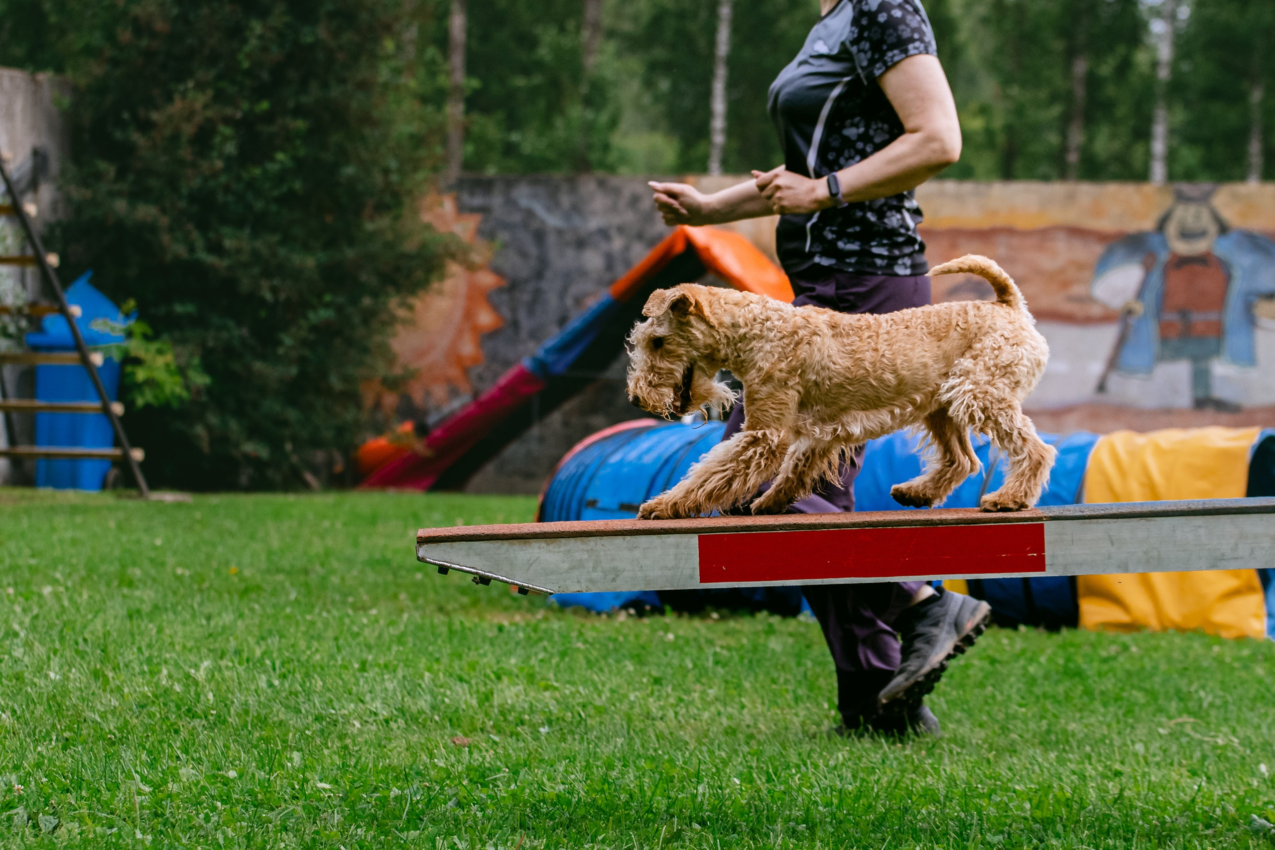 Соревнования по аджилити Долгопрудный 30.06.2025. Фотограф-анималист Татьяна Степанова