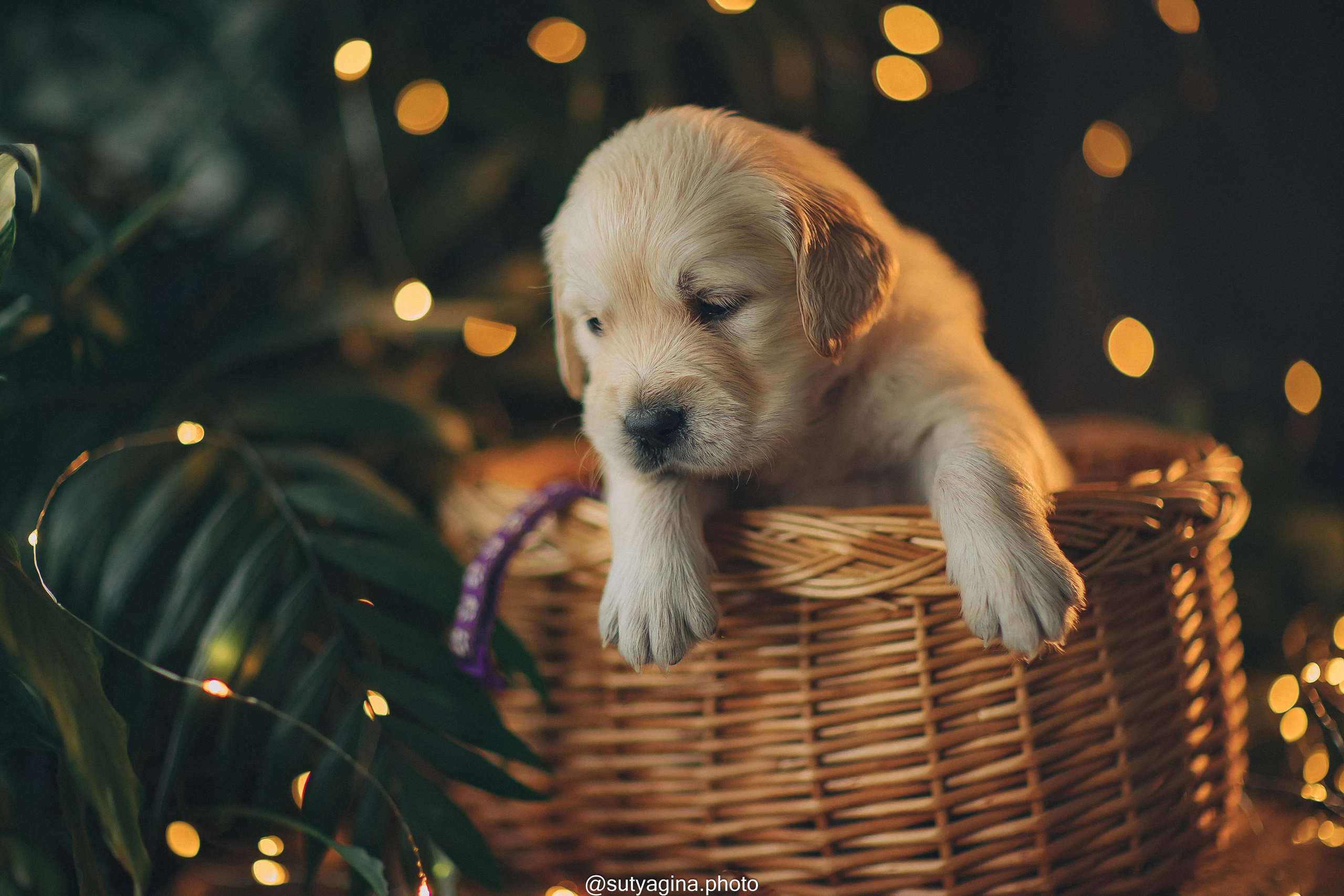 Фиолетовая лента. Свадебный и женский фотограф