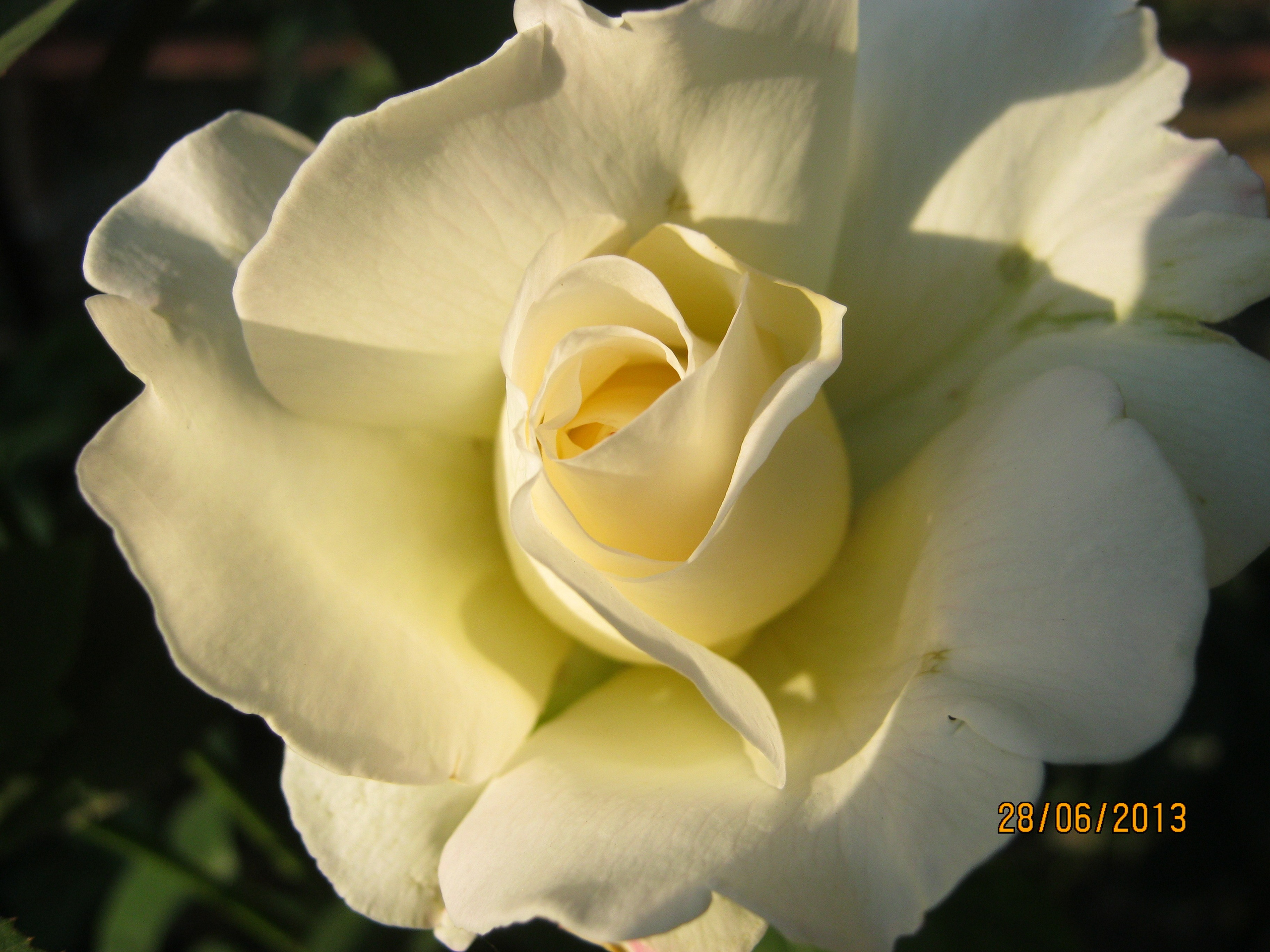 На Больничной 28.06.2013. Семейный, Свадебный фотограф СПБ Питер— Романова Екатерина