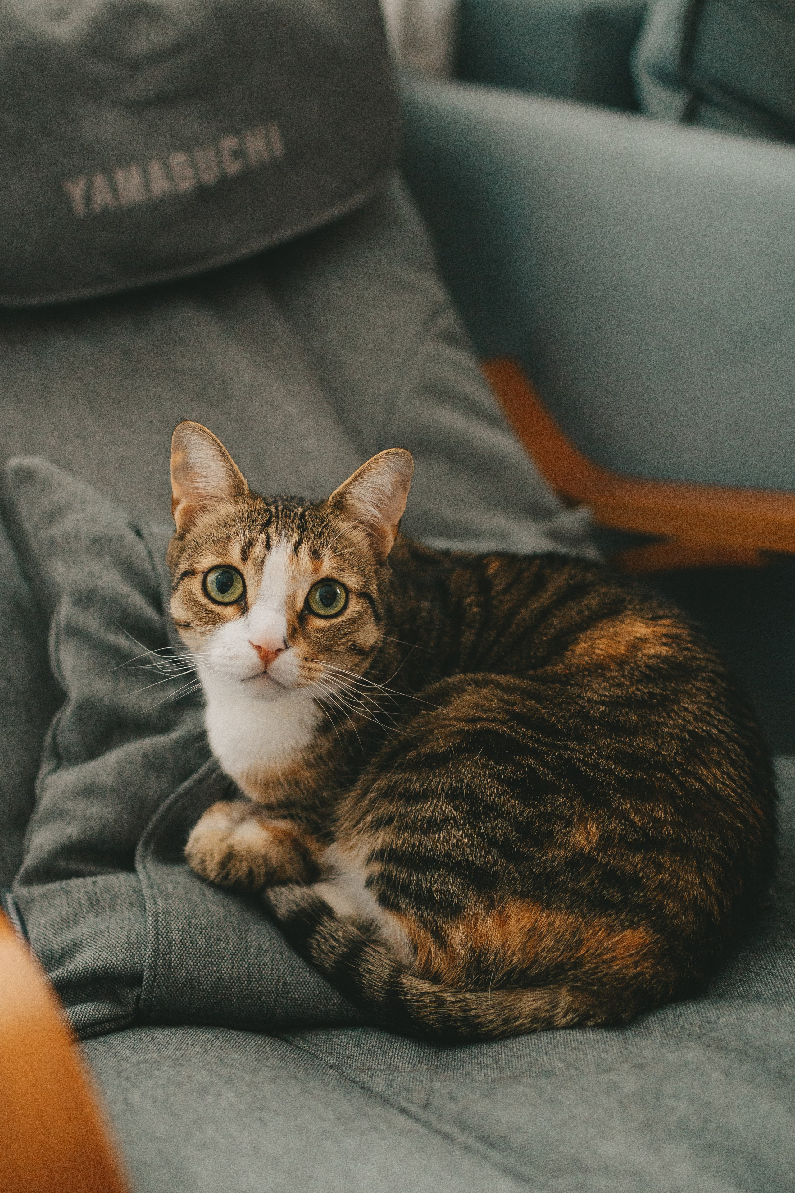 Женя, Юля и Вероника (домашняя фотосессия). Семейный и детский фотограф и видеограф в Москве, Дрокина Наталья