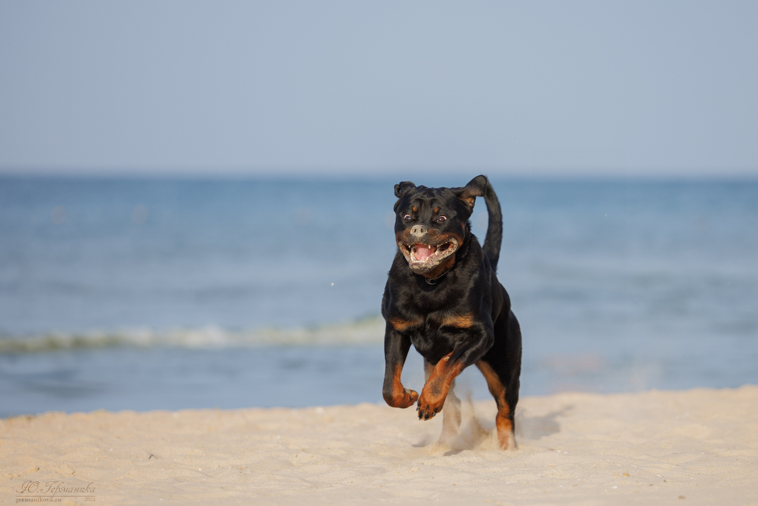Свободная съемка. Фотограф-анималист Юлия Германика