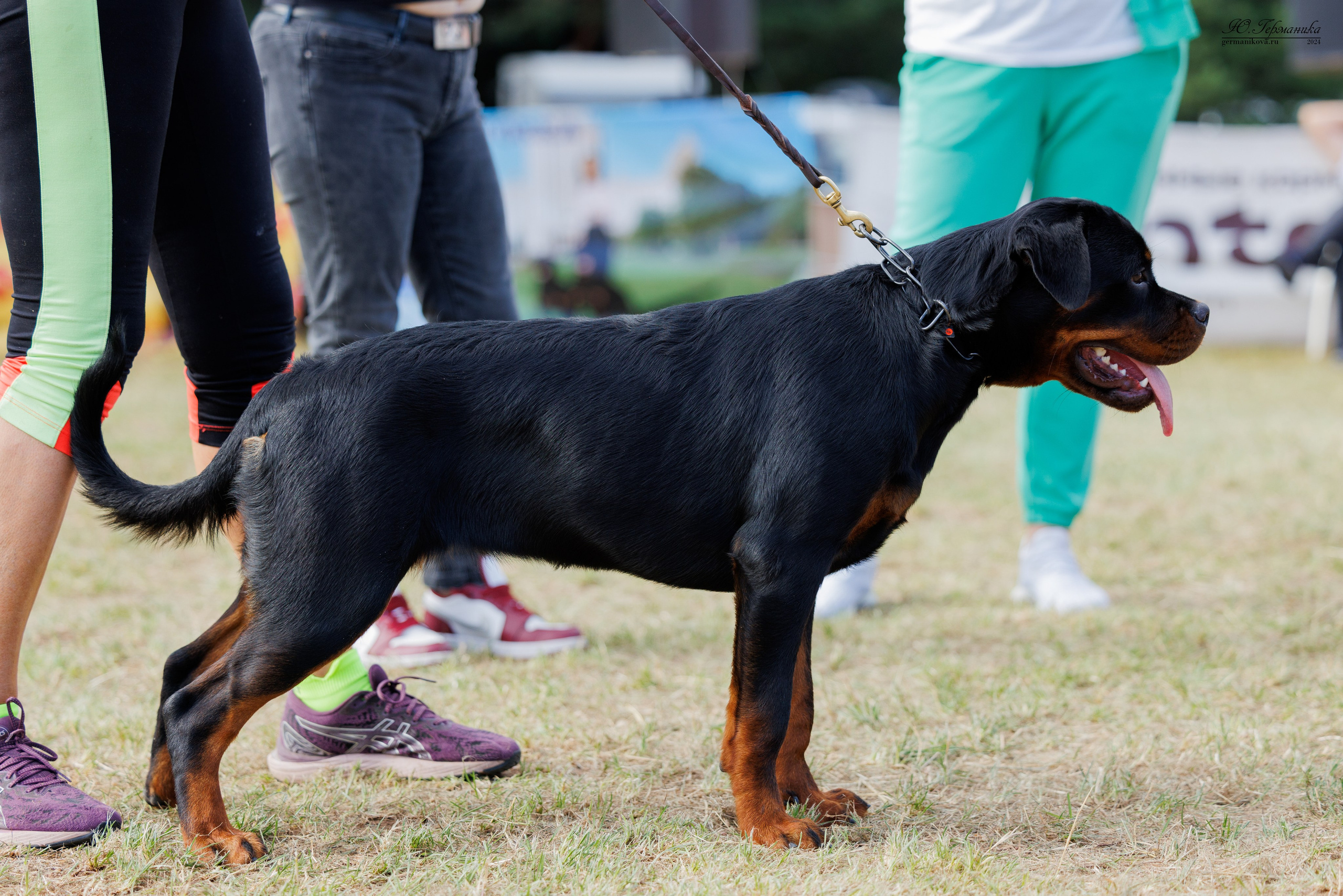 ПК и КЧК ротвейлеры Тверь 6-7.07.2024. Фотограф-анималист Юлия Германика