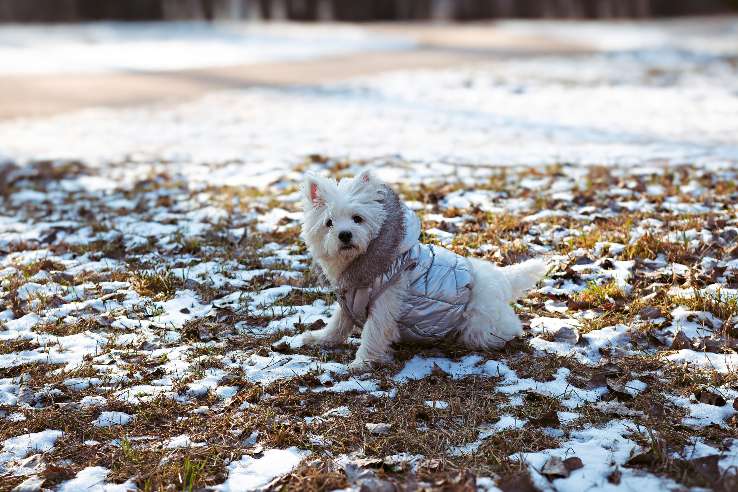 Фотосессия с щенком Минск