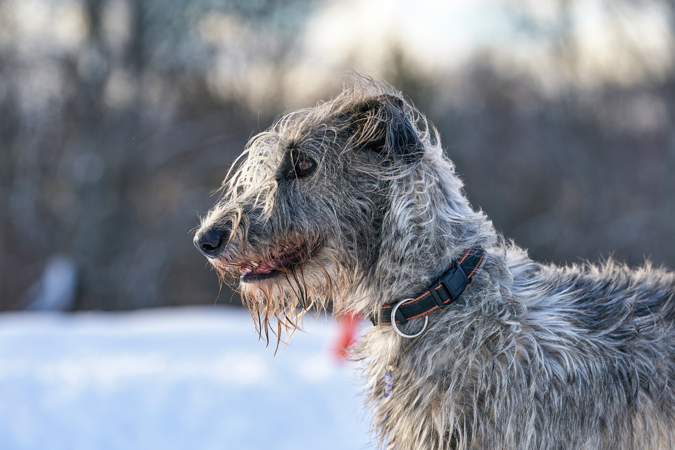 Репортажная съемка. Фотограф-анималист Михаил Манухин