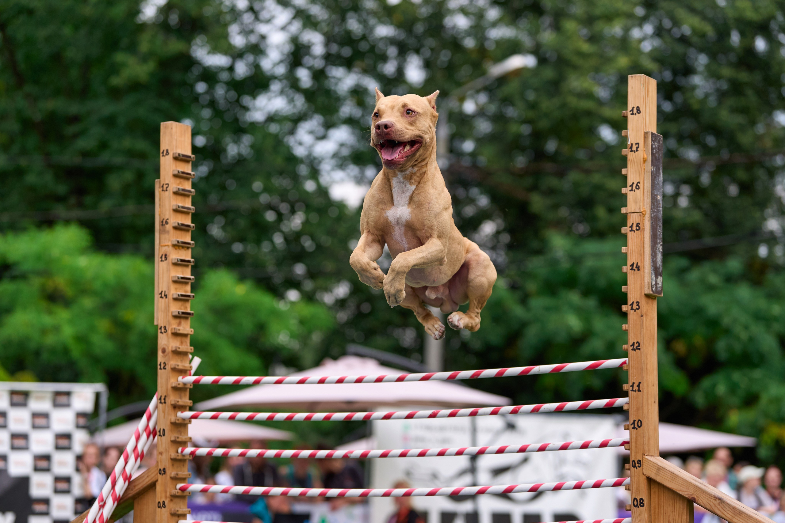 4 лапы Фест. Многоборье. Фотограф-анималист Михаил Манухин