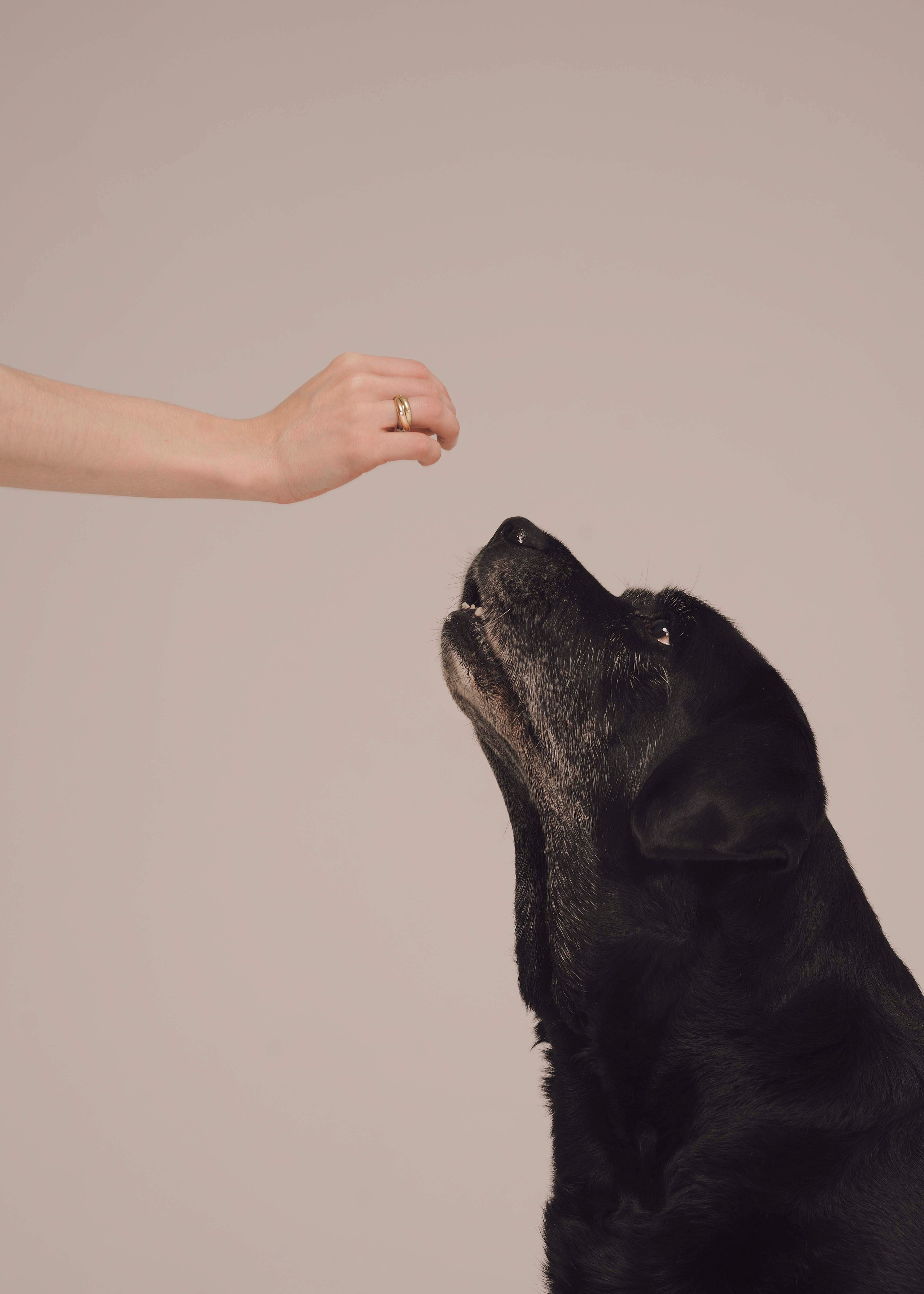 Бэста. Фотограф- анималист Александра Матвеева