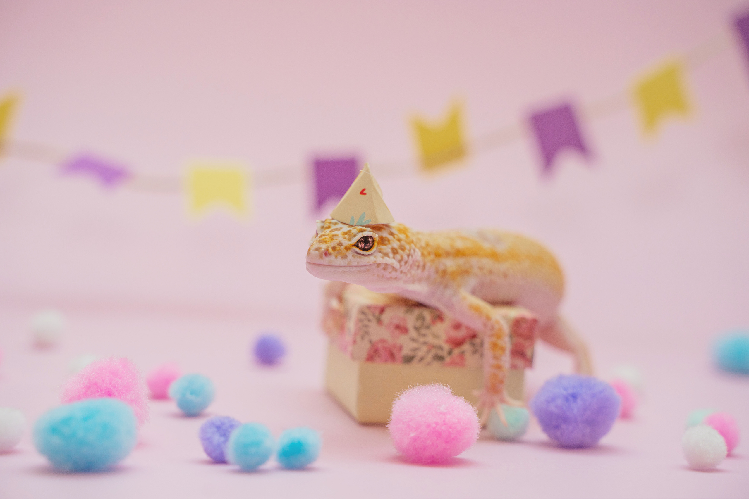 Фотограф-анималист в Красноярске Бец Юлия