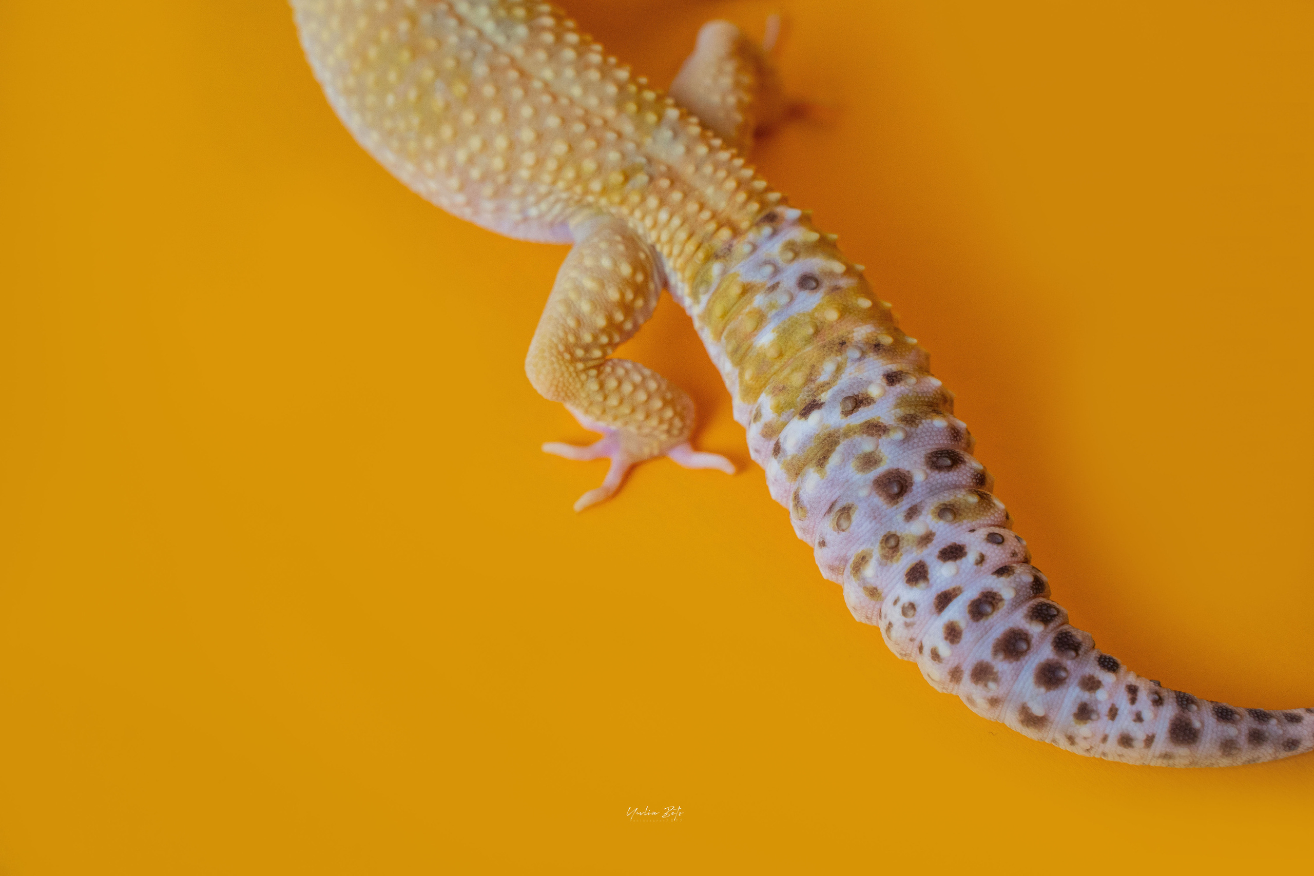 Фотограф-анималист в Красноярске Бец Юлия