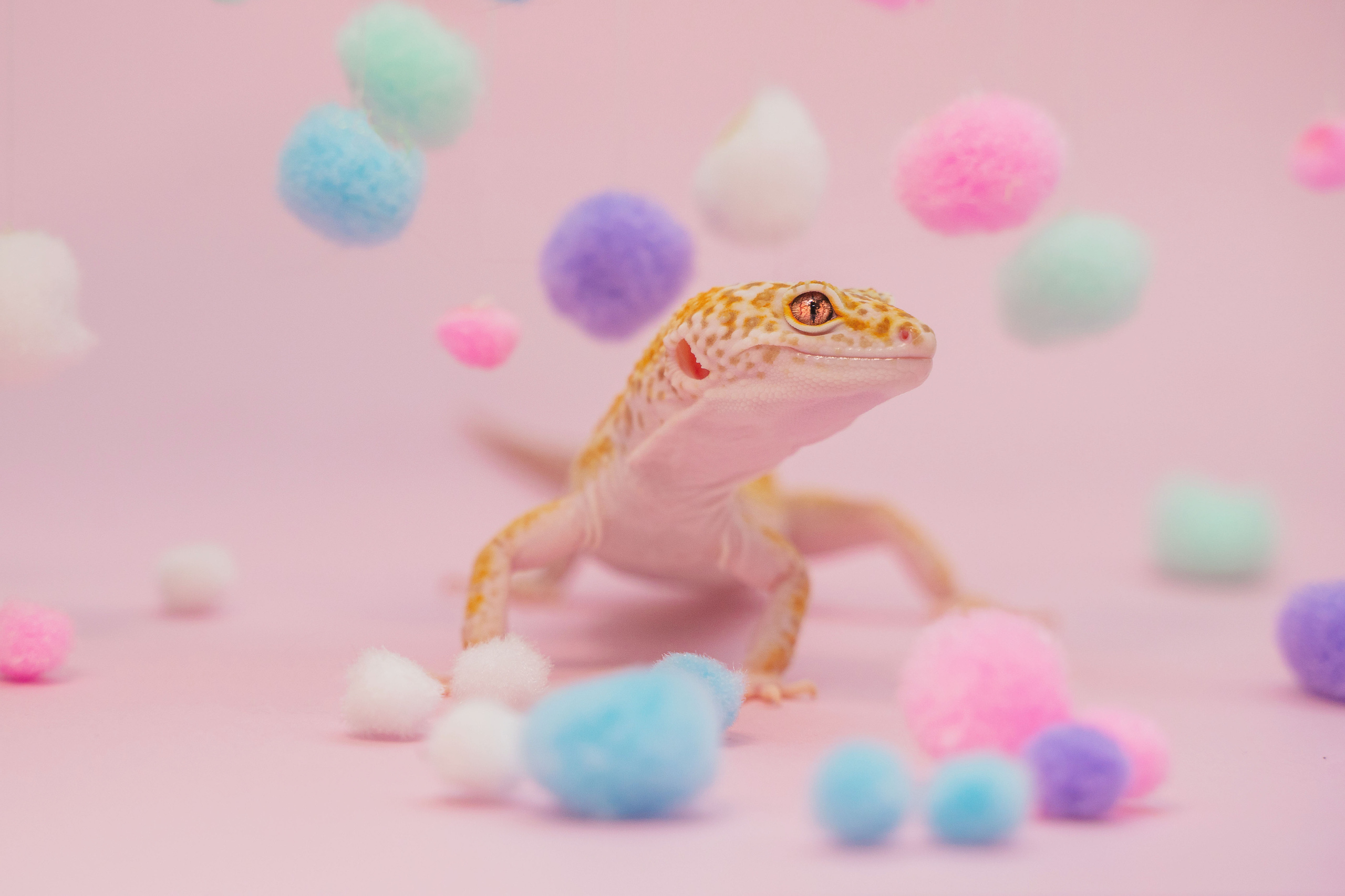 Фотограф-анималист в Красноярске Бец Юлия