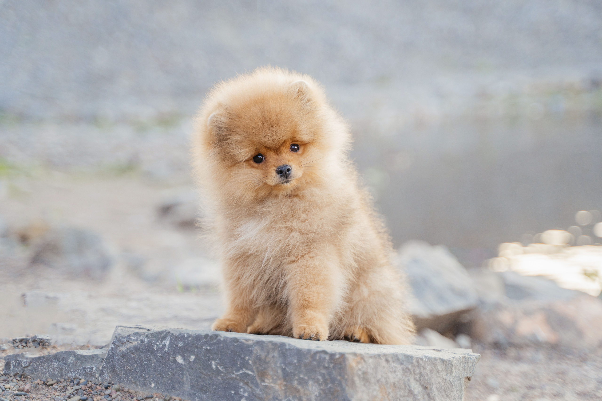 Фотограф-анималист в Красноярске Бец Юлия
