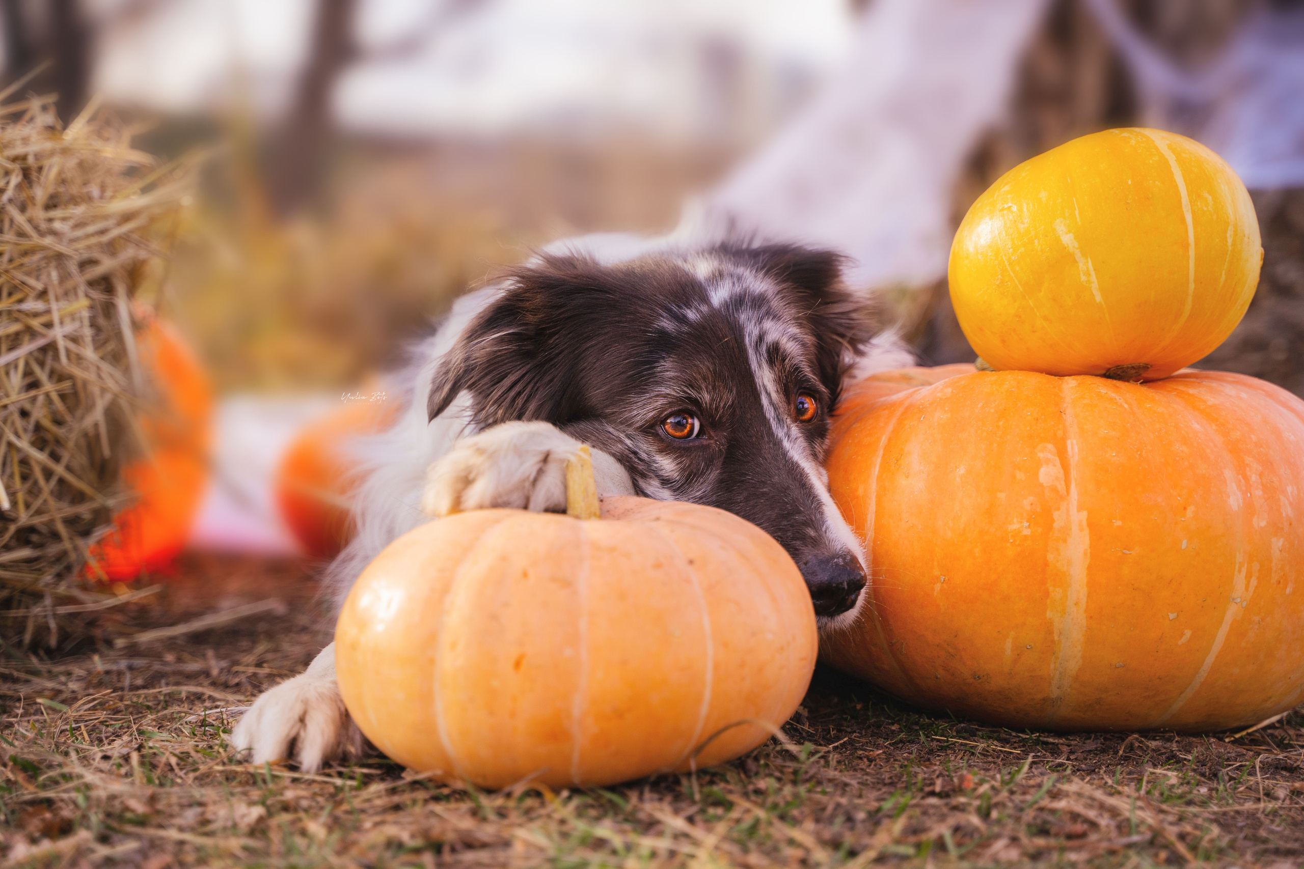 Фотограф-анималист в Красноярске Бец Юлия