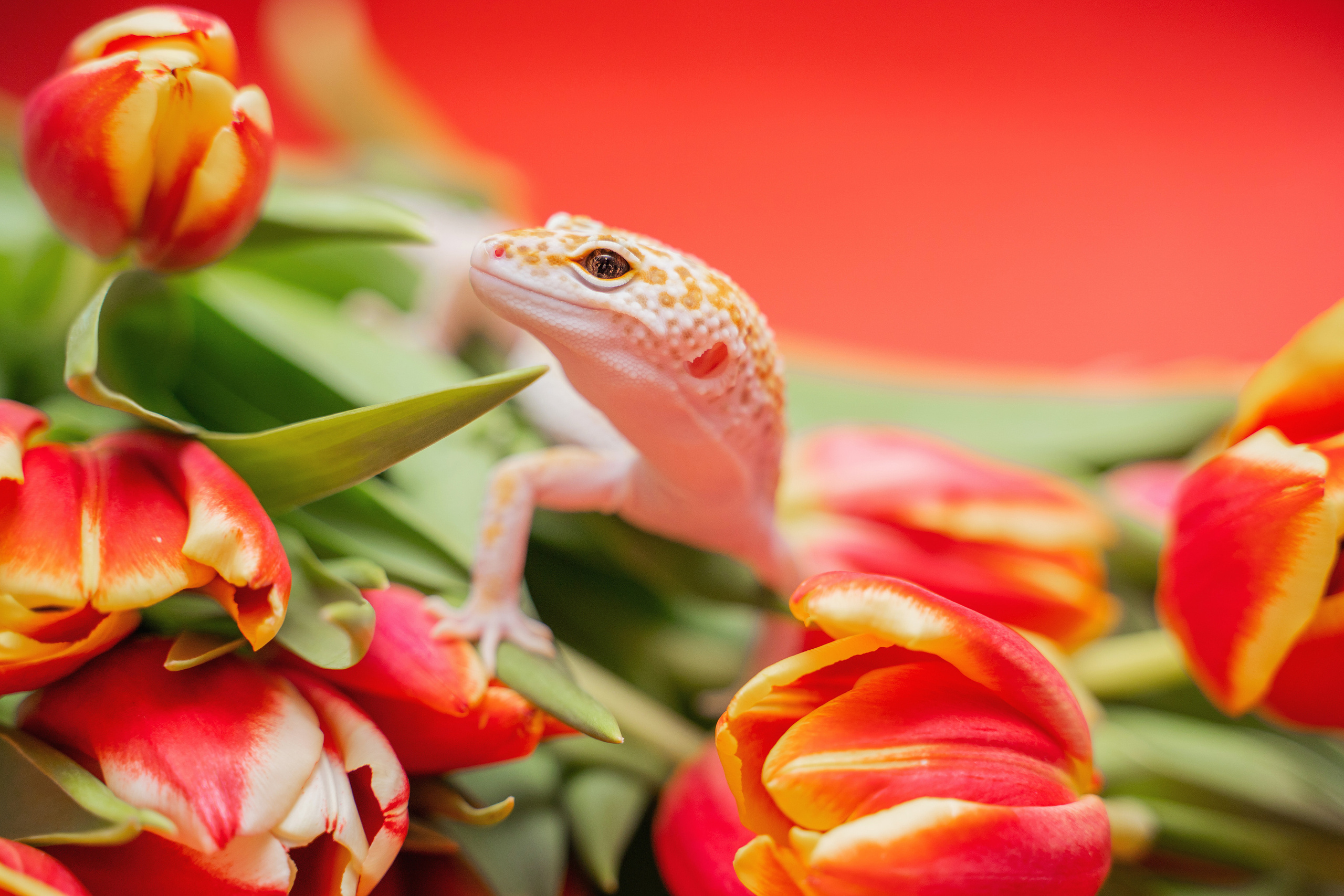 Фотограф-анималист в Красноярске Бец Юлия