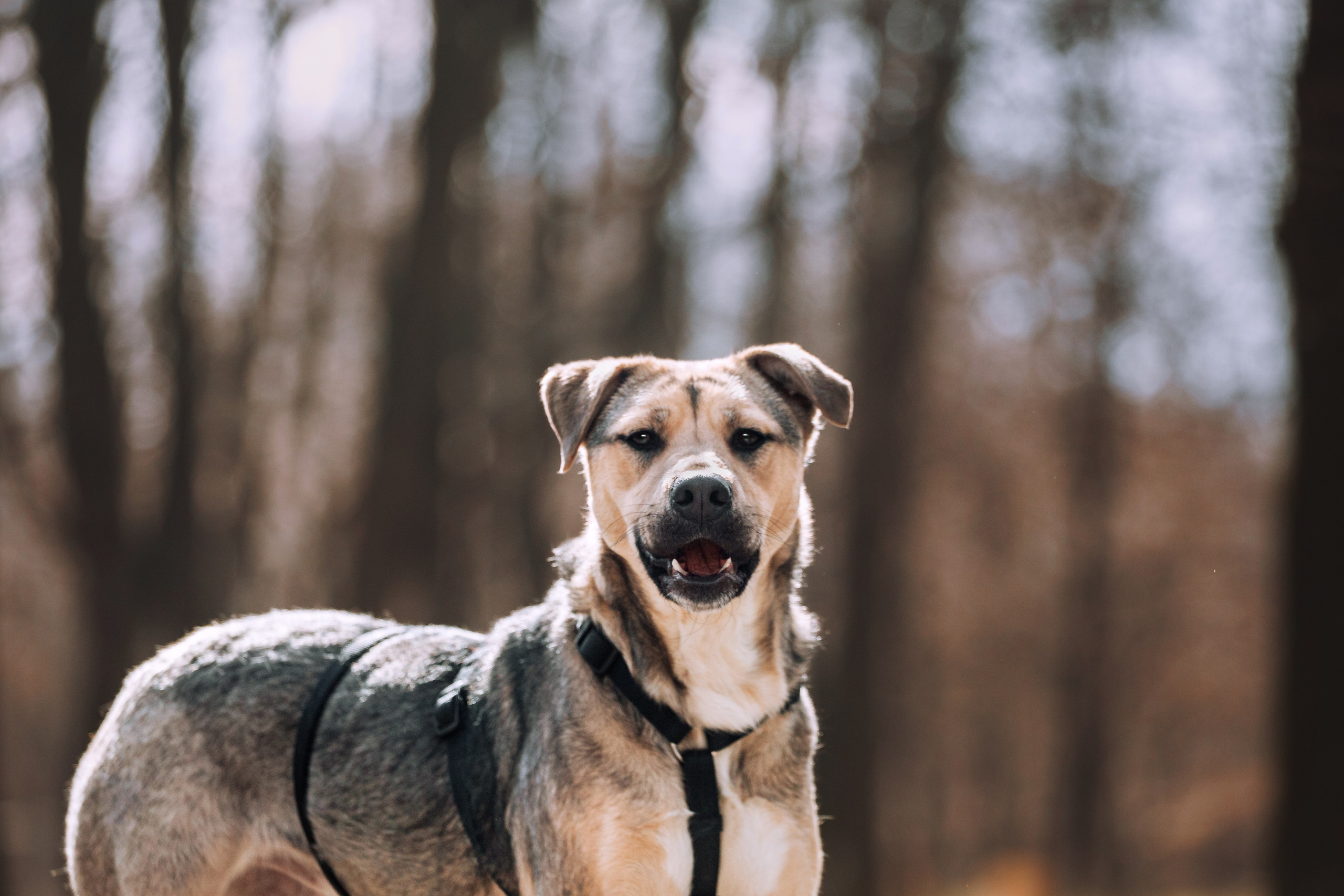 Собаки из приюта Дубовая роща весна 2025. Фотограф-анималист Татьяна Степанова