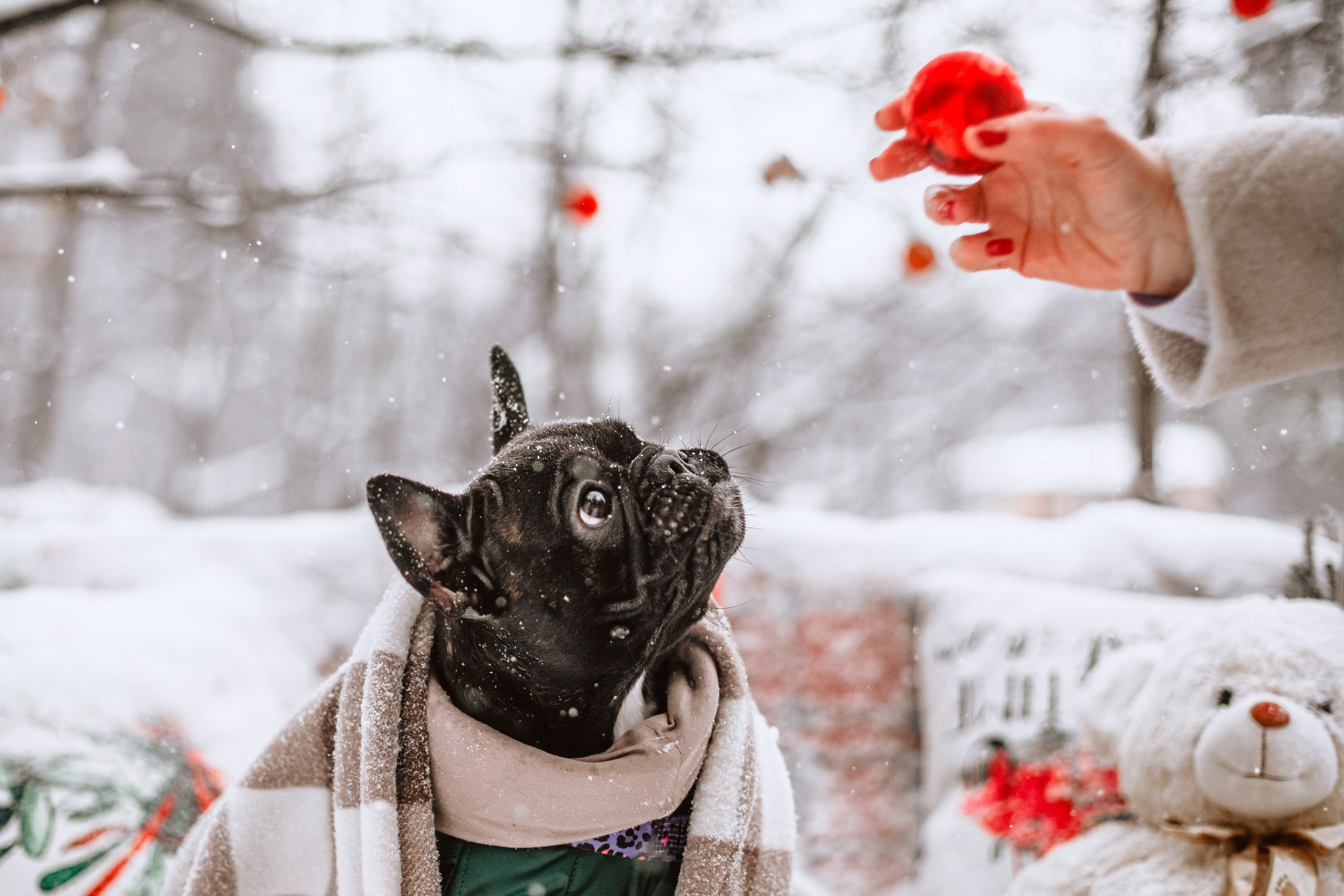 Кантри Хаус. Фотограф-анималист Татьяна Степанова