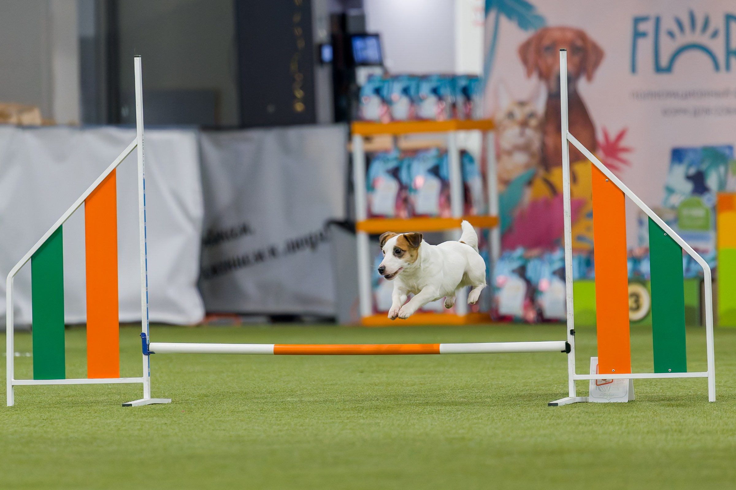 День рождения Пёсбурга — февраль 2025. Irenephoto.ru