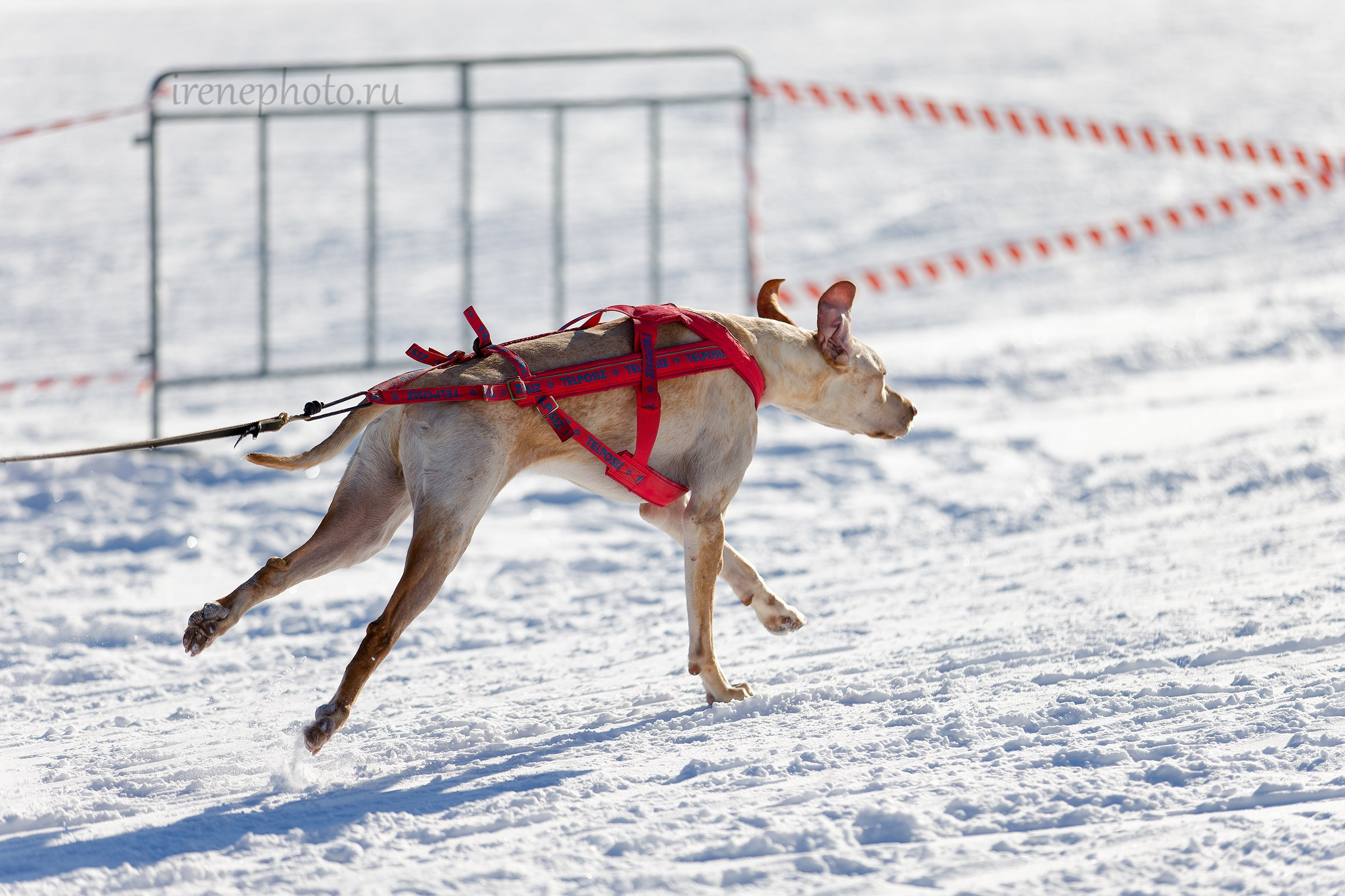 Чемпионат и Первенство Ленобласти — зима 2026. Irenephoto.ru