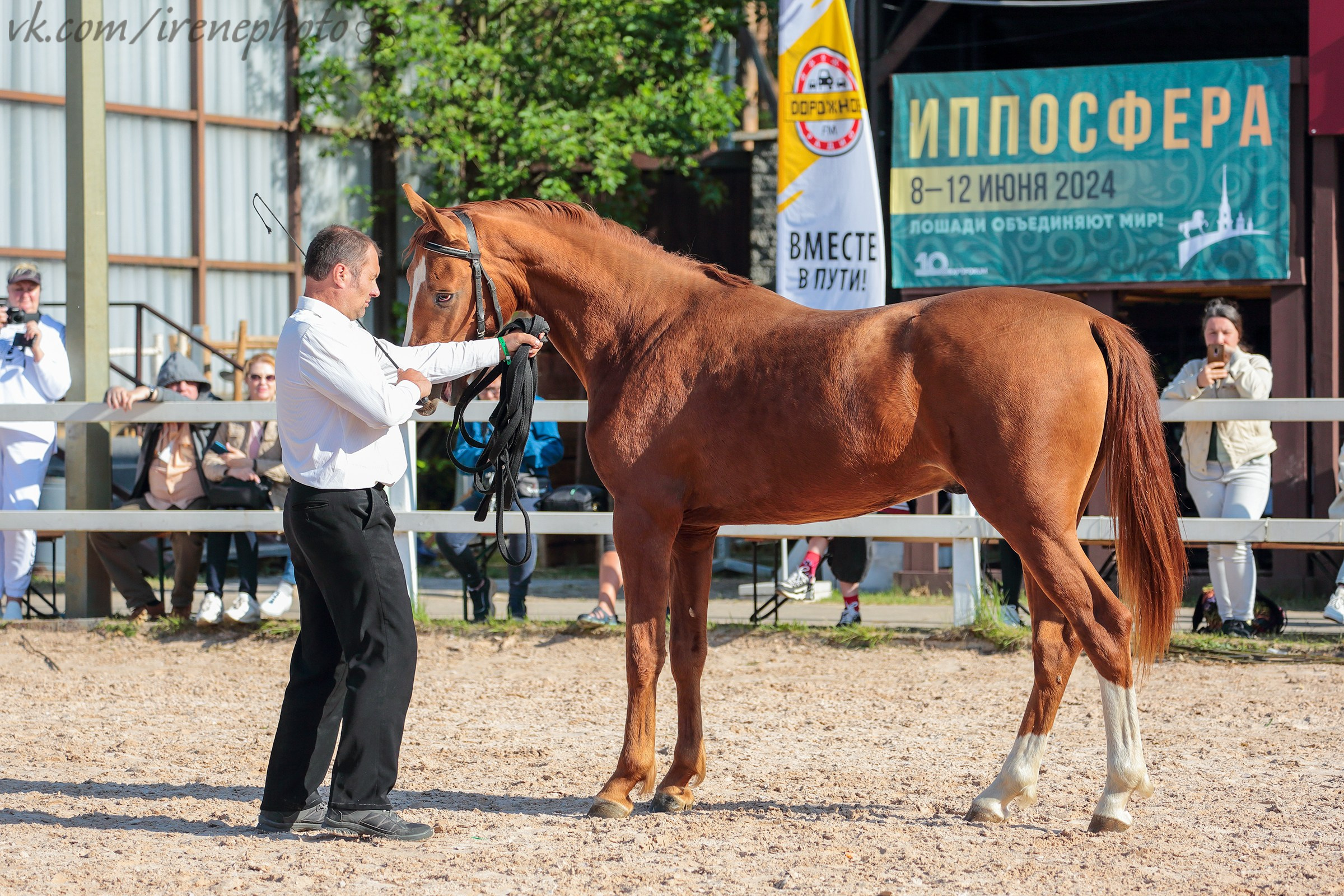 Иппосфера 2024. Irenephoto.ru