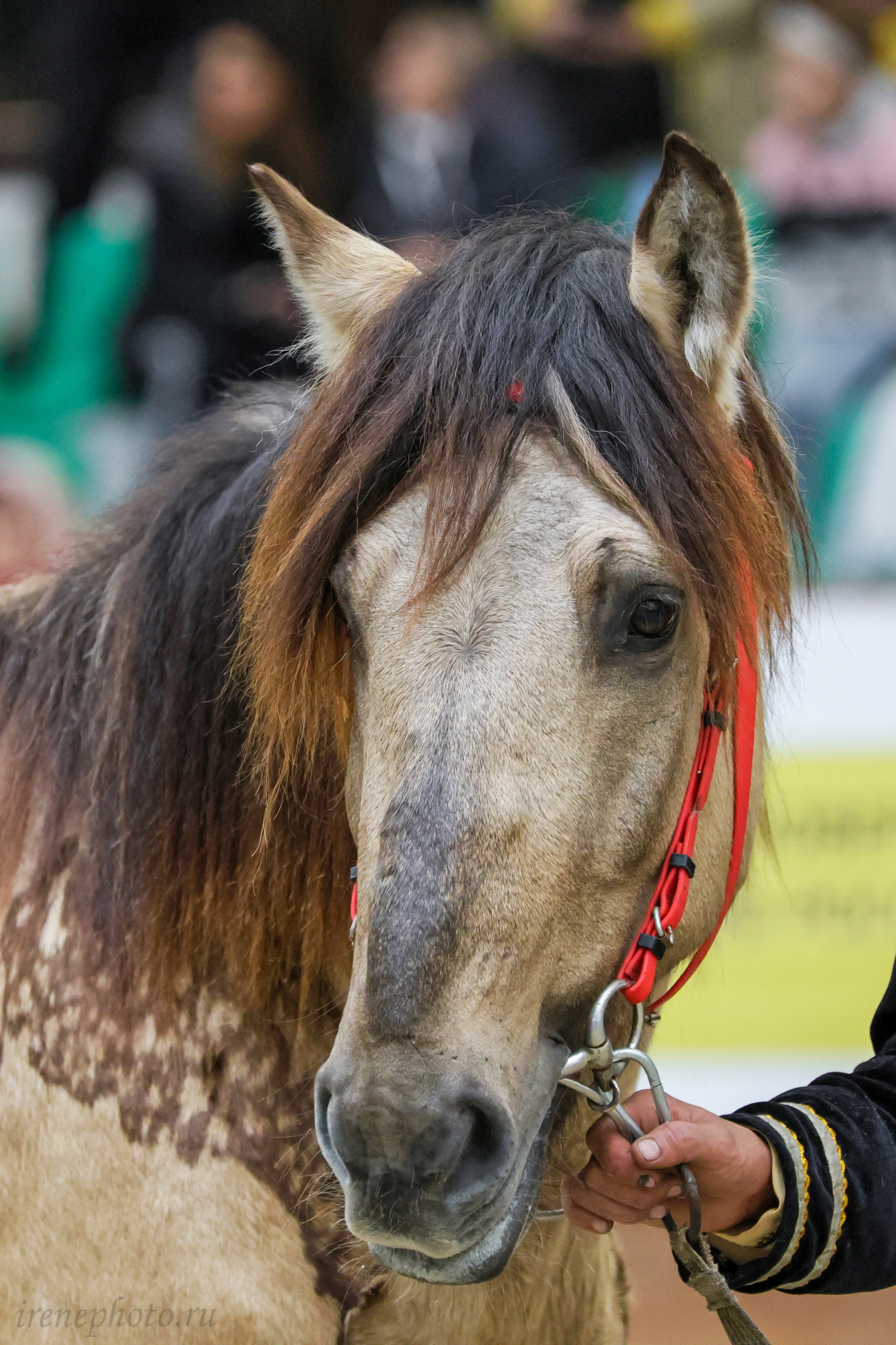 Конная Россия 2024. Irenephoto.ru