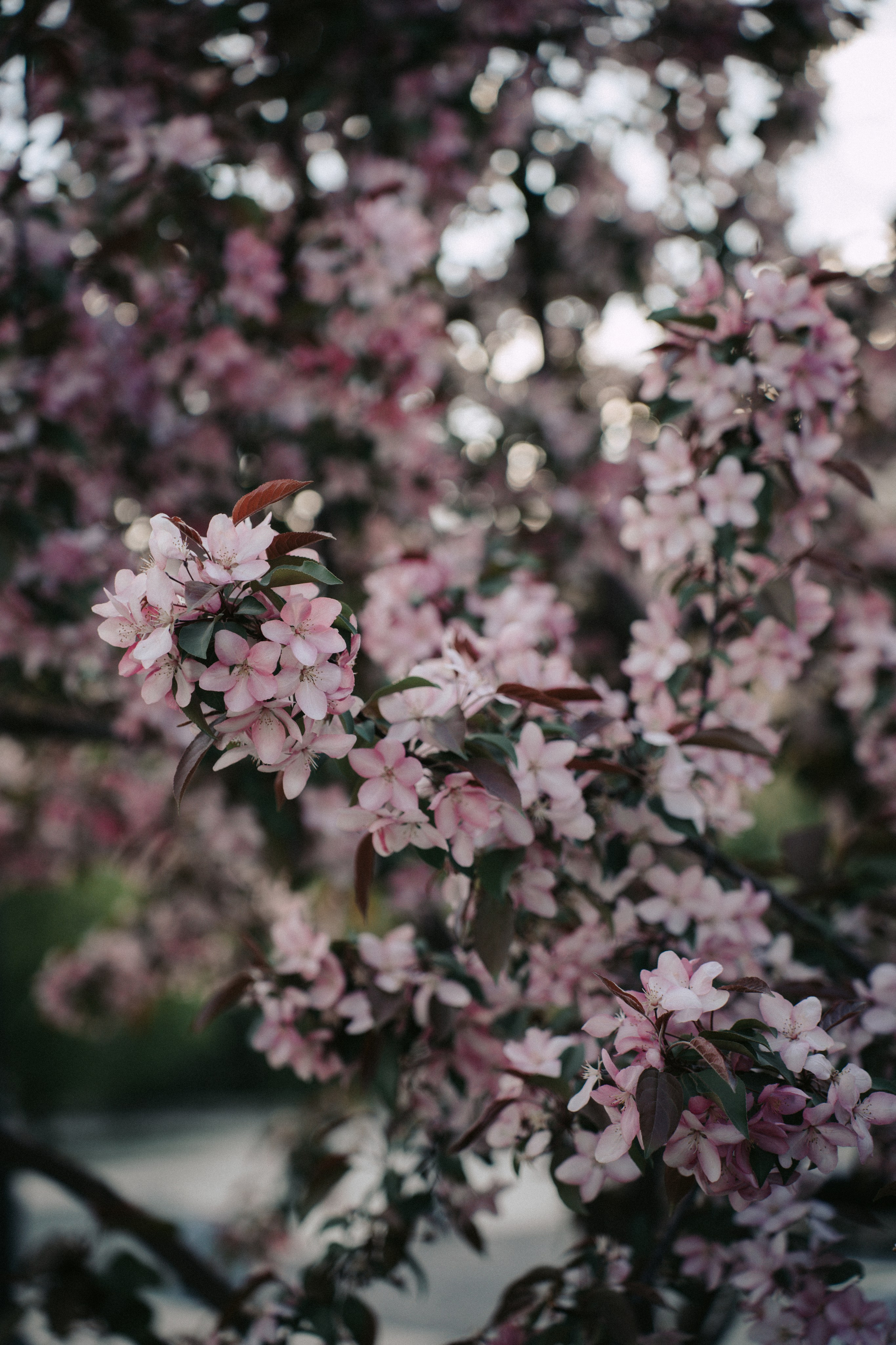 Алина. Главная