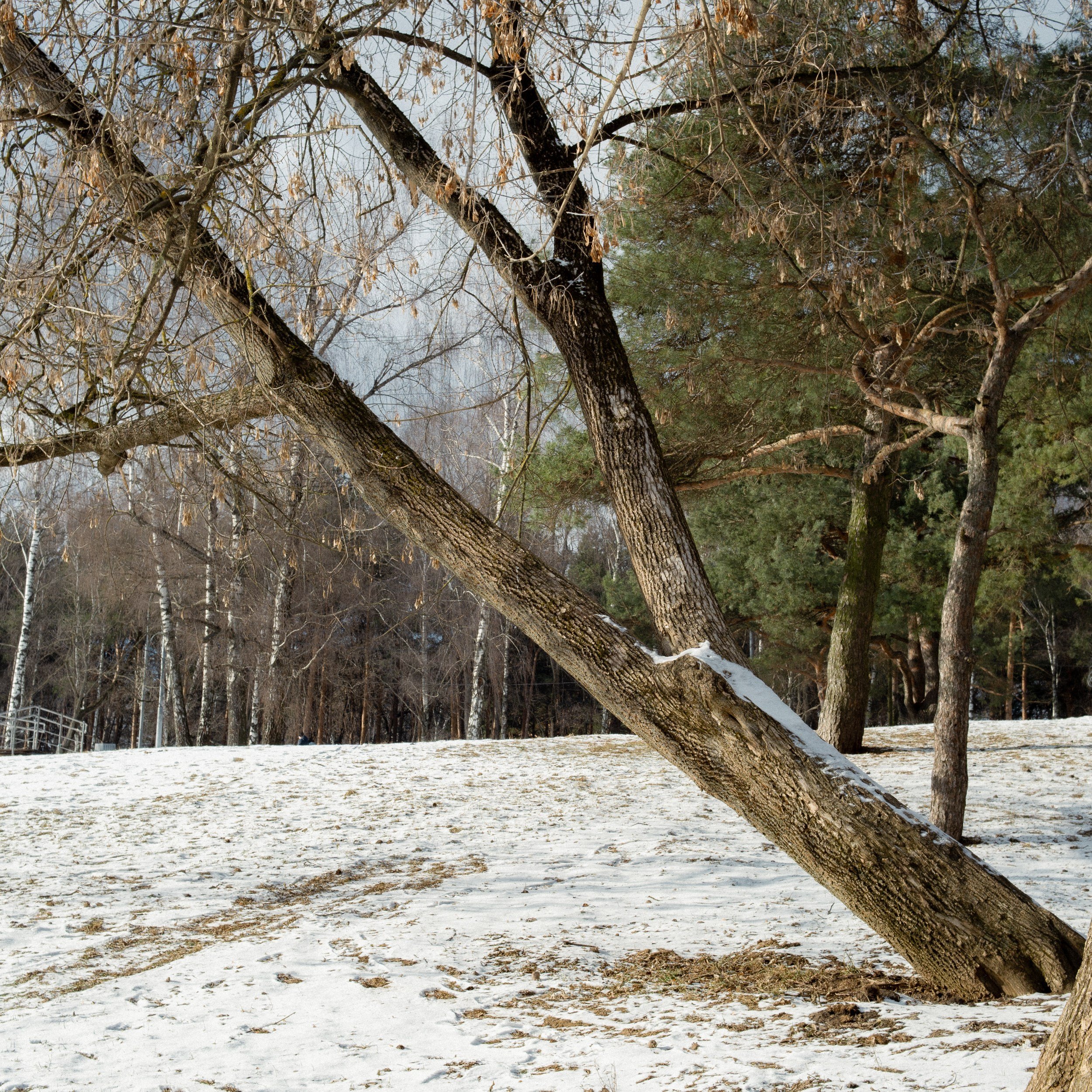 Оттепель. Photographer Pavel Romashchenko