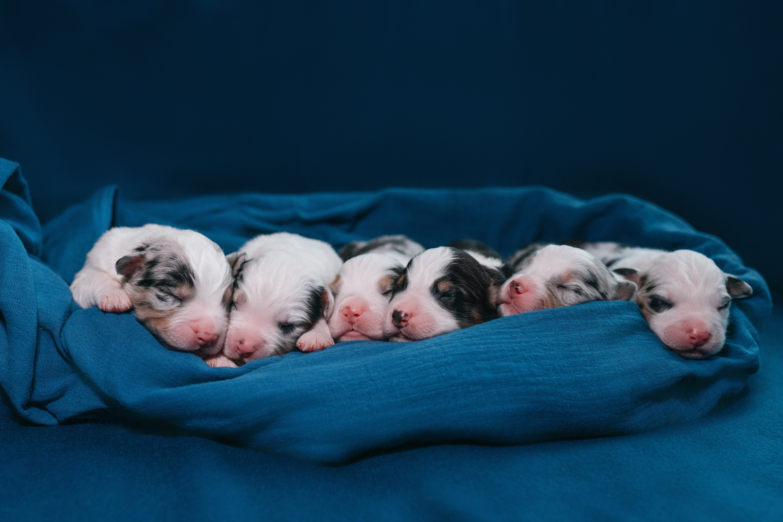 Аусси. Фотограф анималист Осипчикова Мария