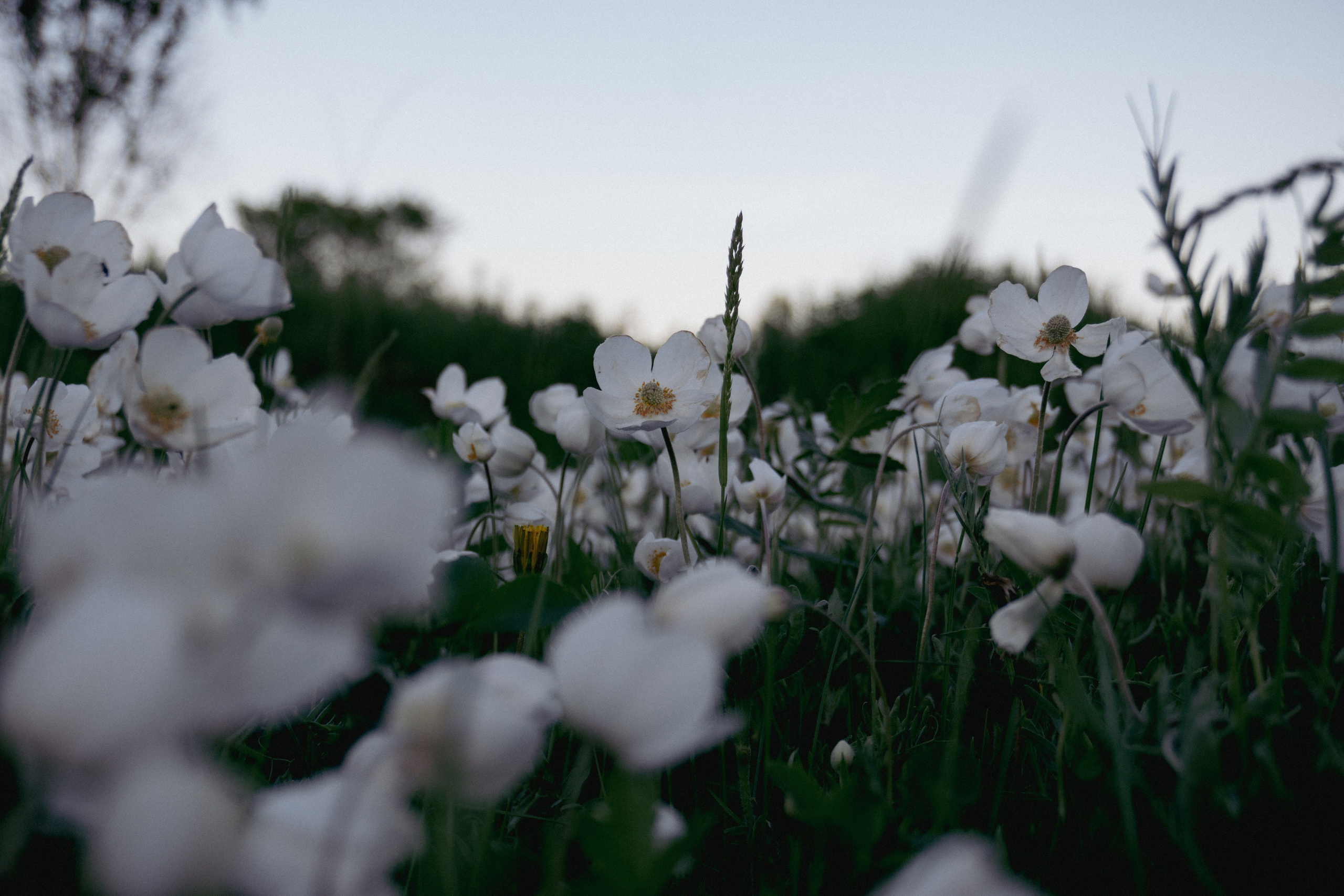 04.06.2025 | Сосновоборск. Kuznetsov | Фотограф в Красноярске