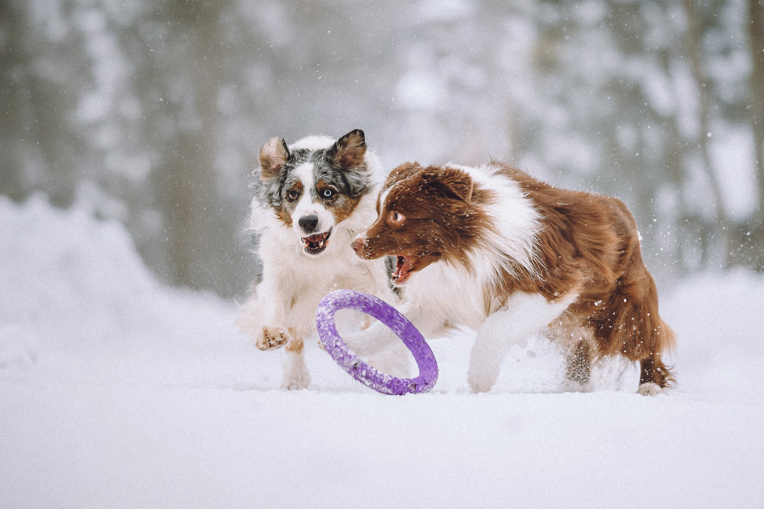 Лена, Принц и Фенек