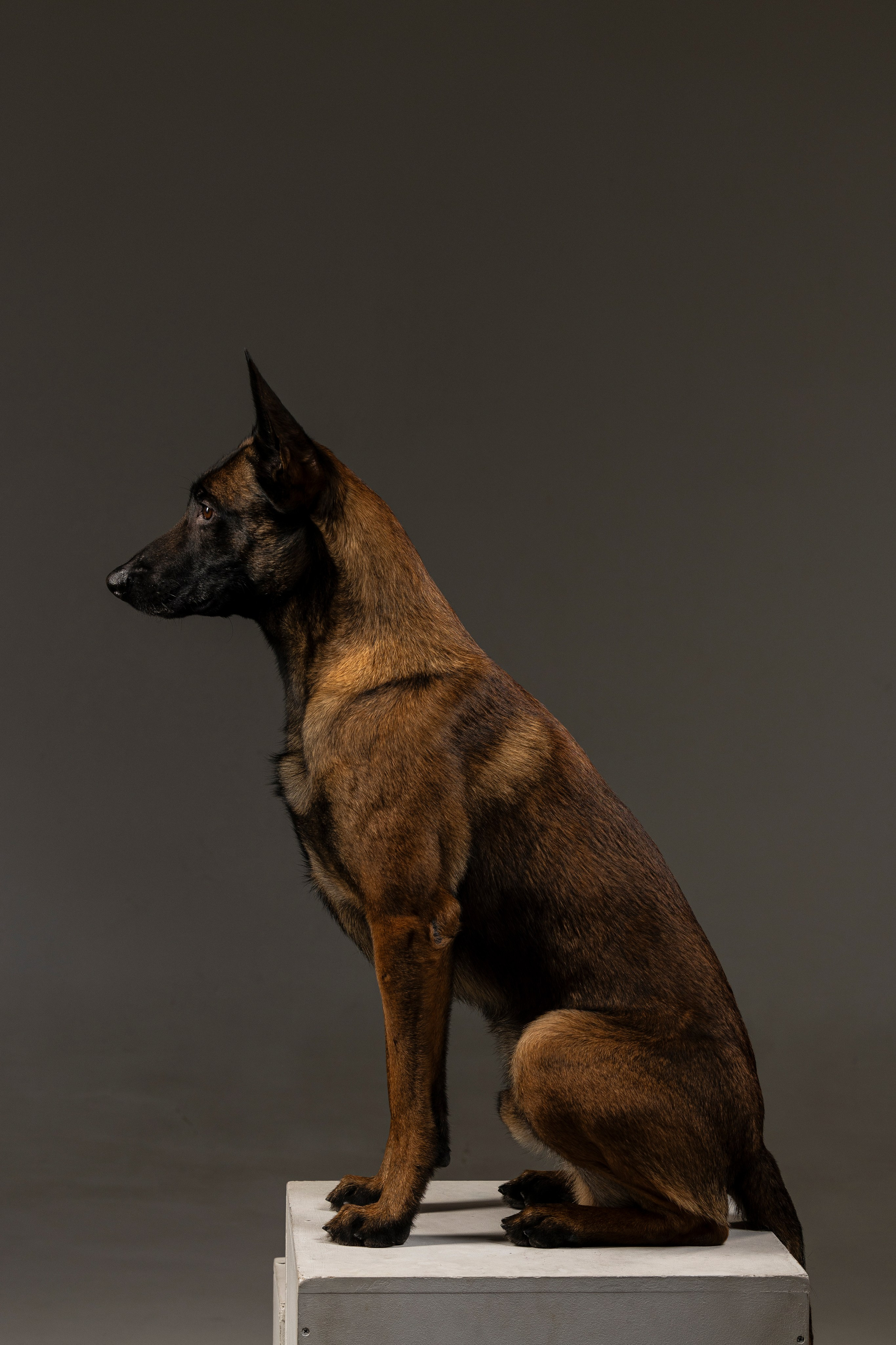 Студия. Фотограф-анималист Анна Маринич