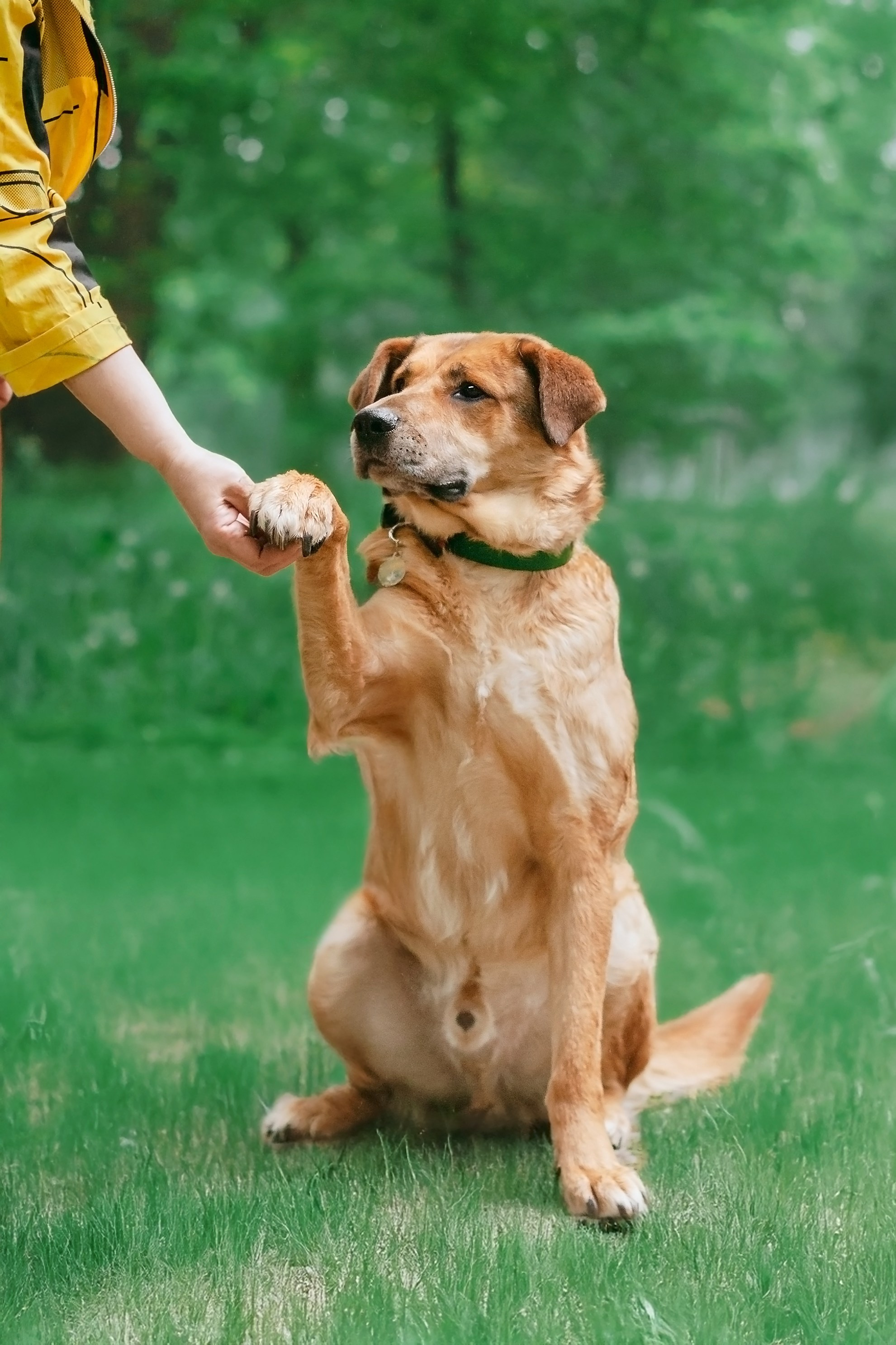 Собаки из приюта Дубовая роща лето 2025. Фотограф-анималист Татьяна Степанова