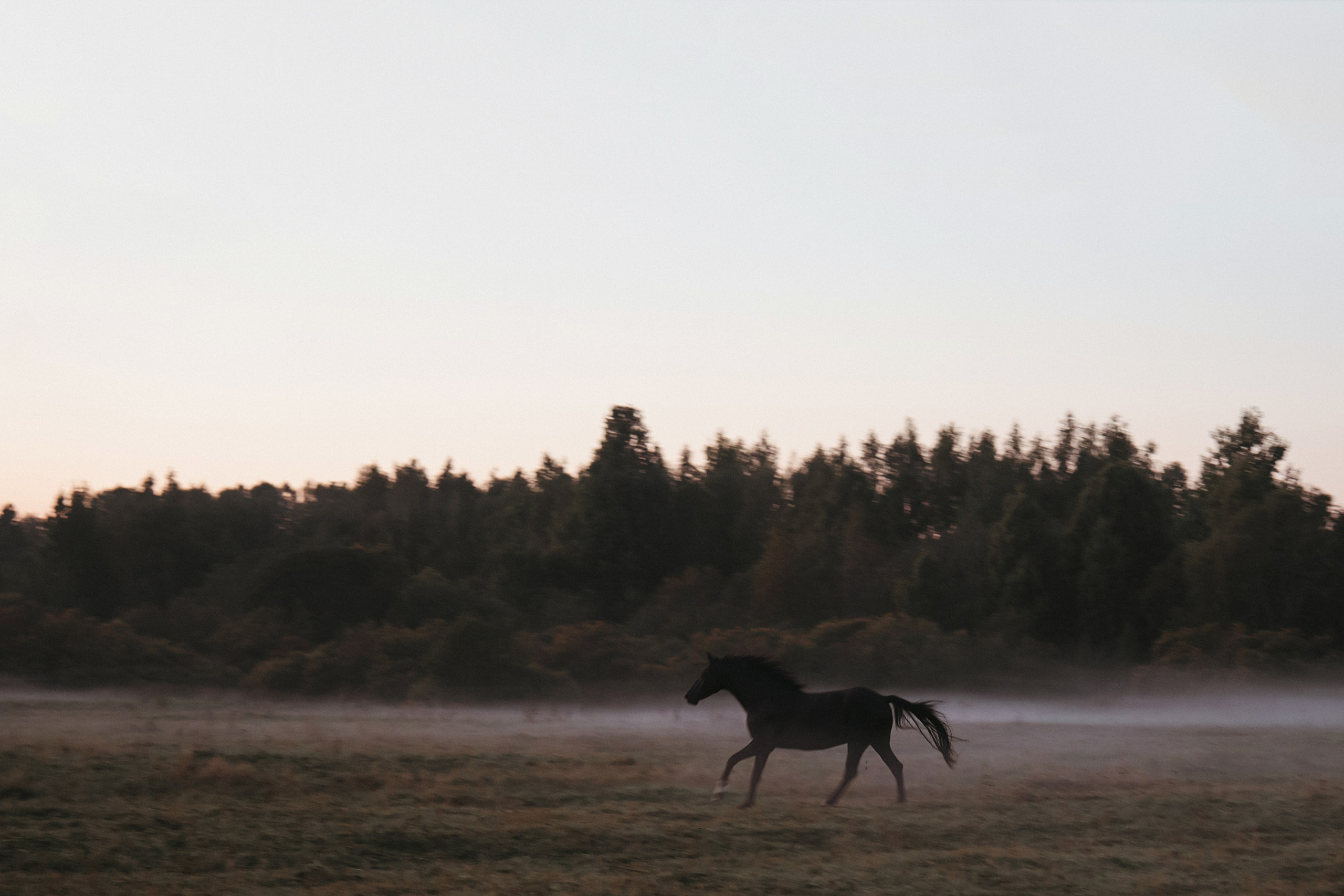 Конные. Главная