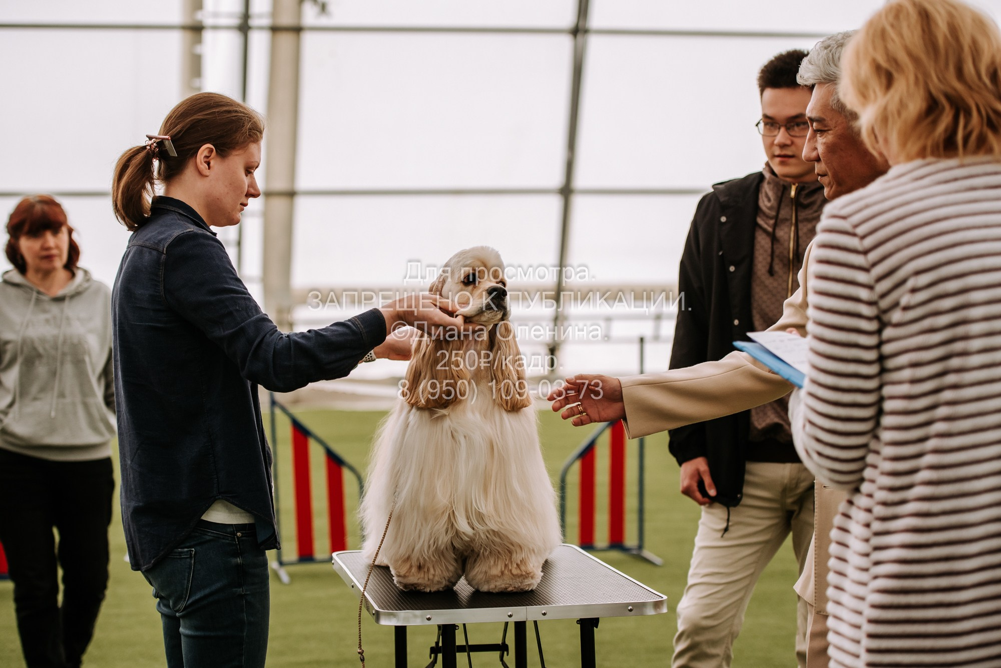 Выставка собак Красноярск 2.06. Фотограф Диана Оленина Красноярск / Братск