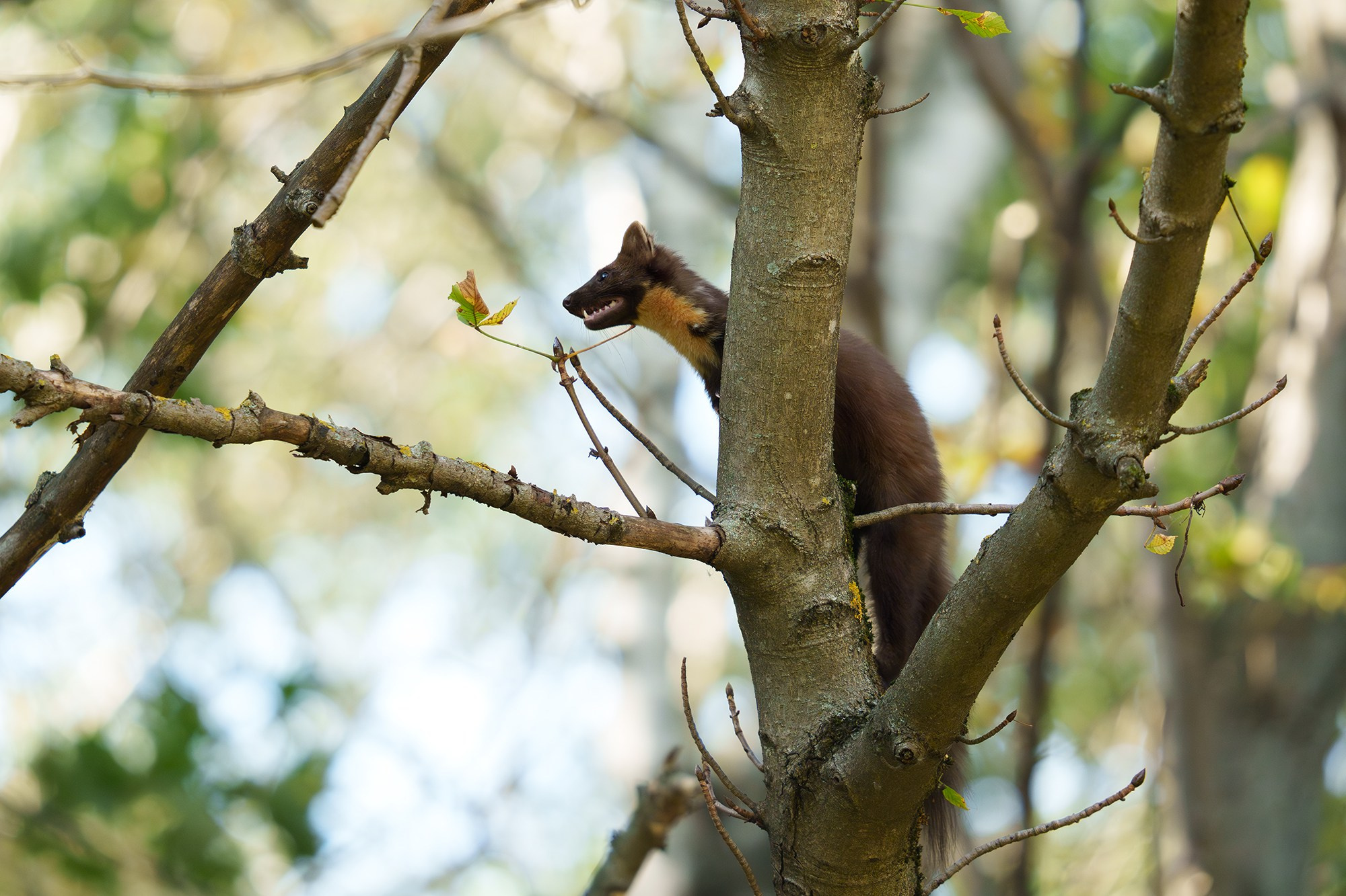 Животные. Ваш личный фотограф Марина Волкова