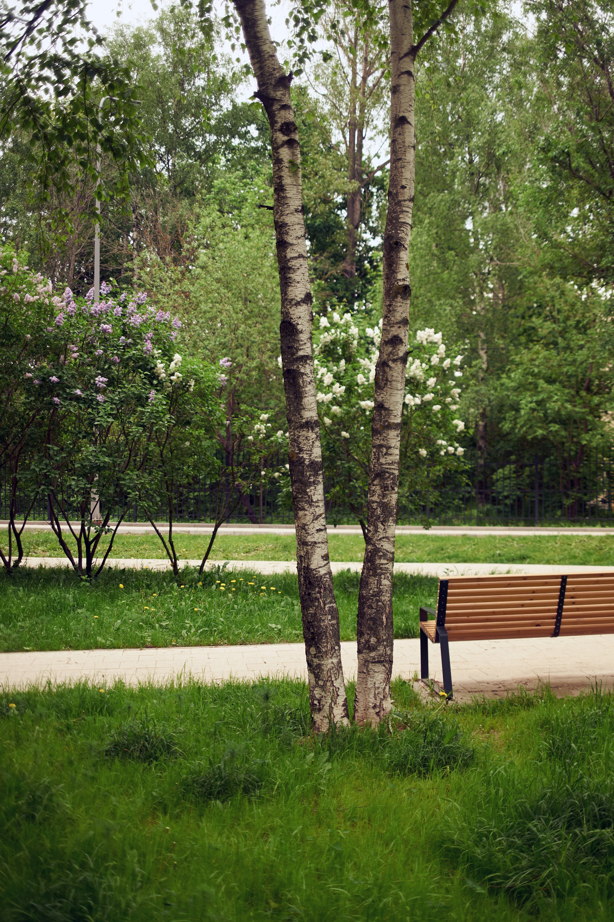 Пикториализм в природе. Сайт фотографа Виталия Дени