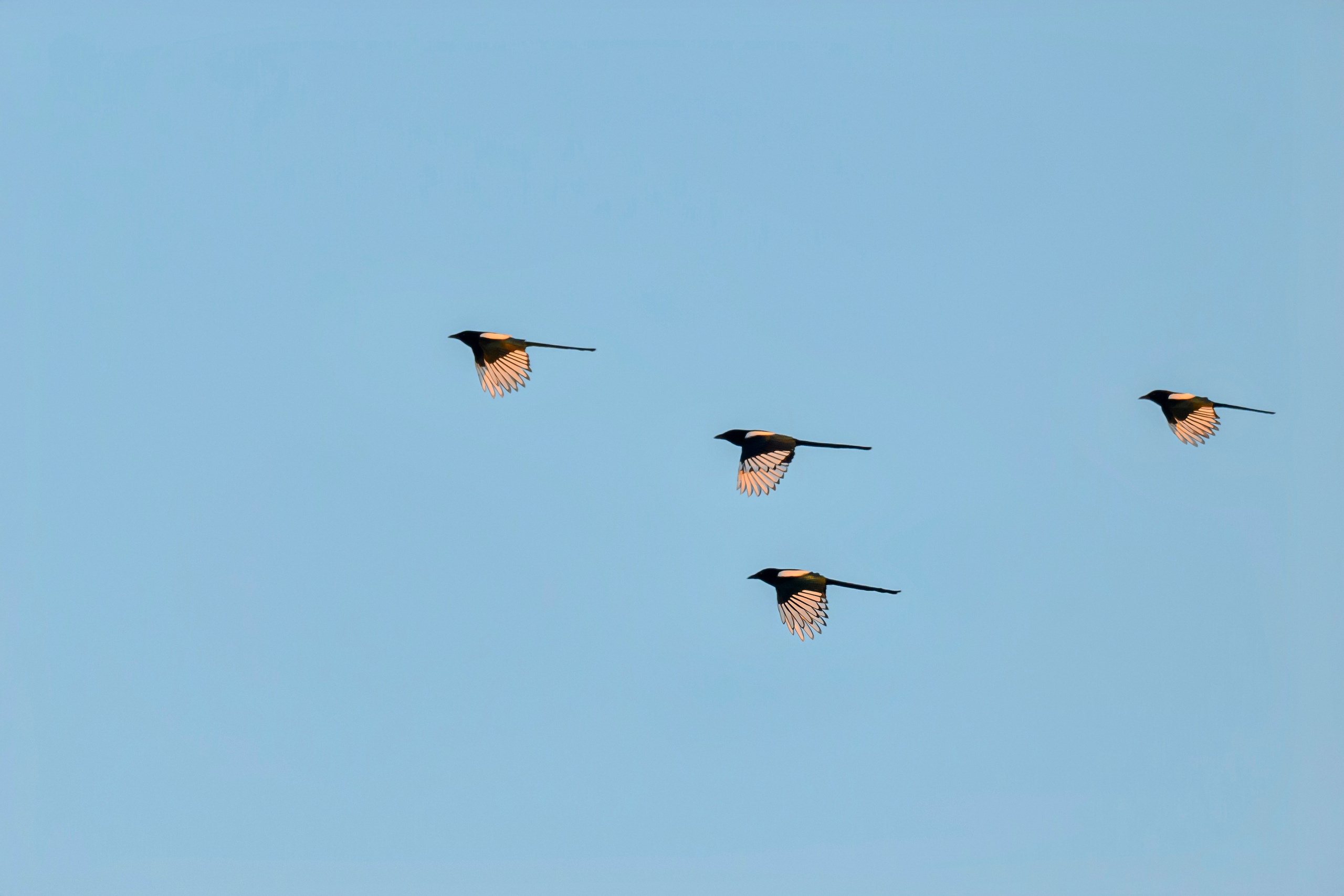 Чёрный ворон, чёрный ворон, Что ж ты вьёшься надо мной?. Фотограф Сергей Пупонин