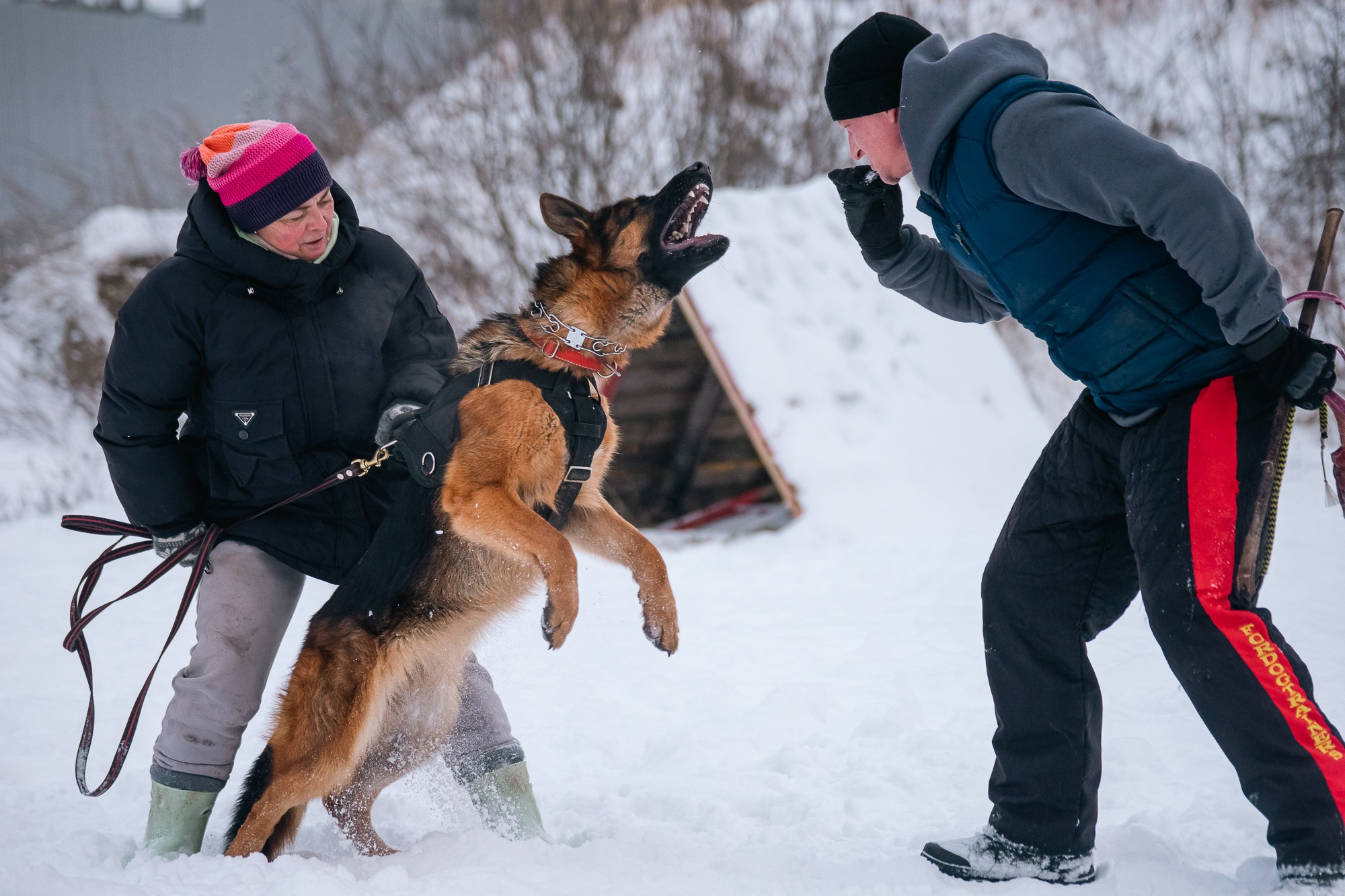 Фотограф-анималист Нижний Новгород