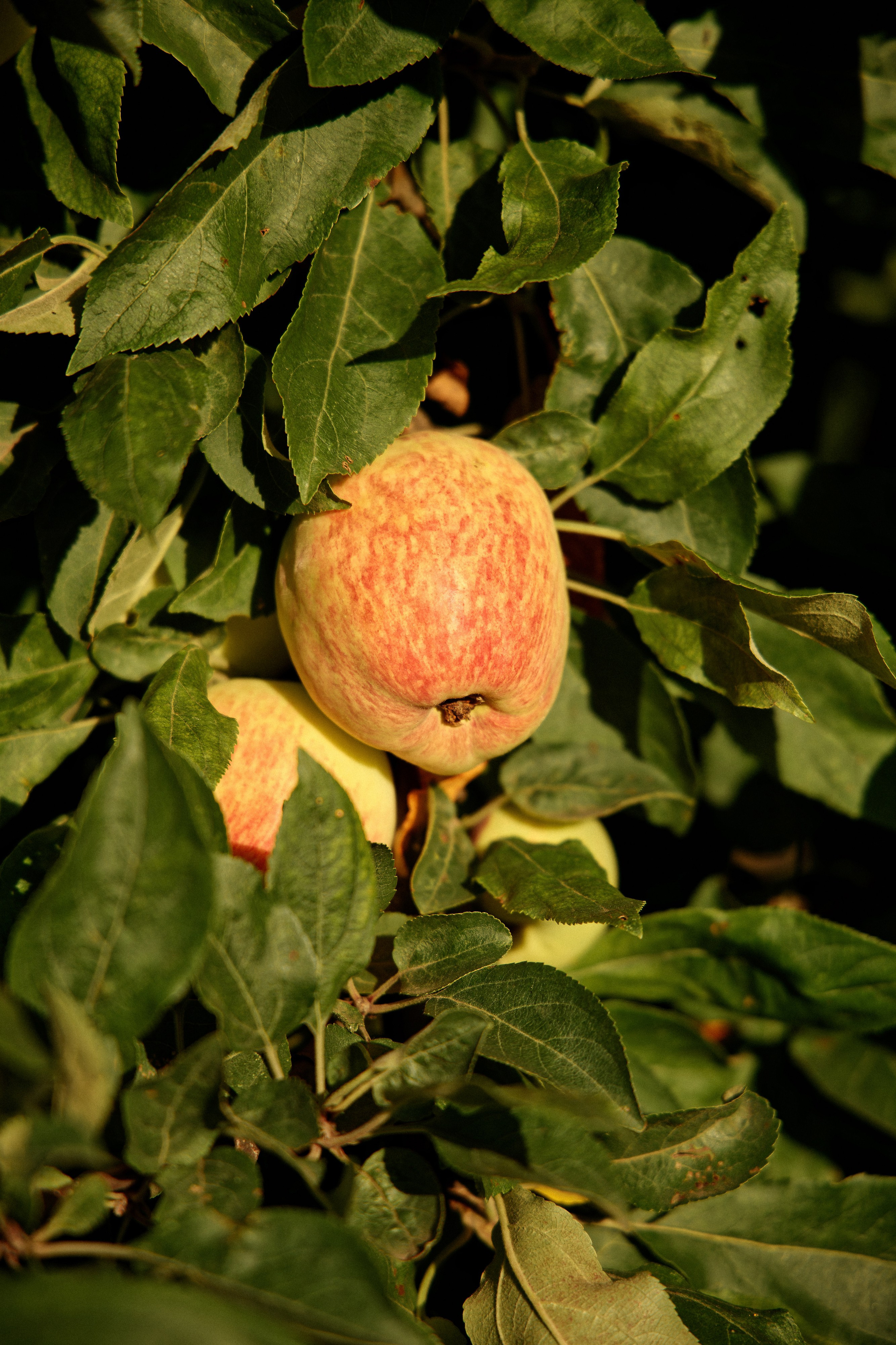 Семья Даниловых. Семейный фотограф — Макс Белогрудов