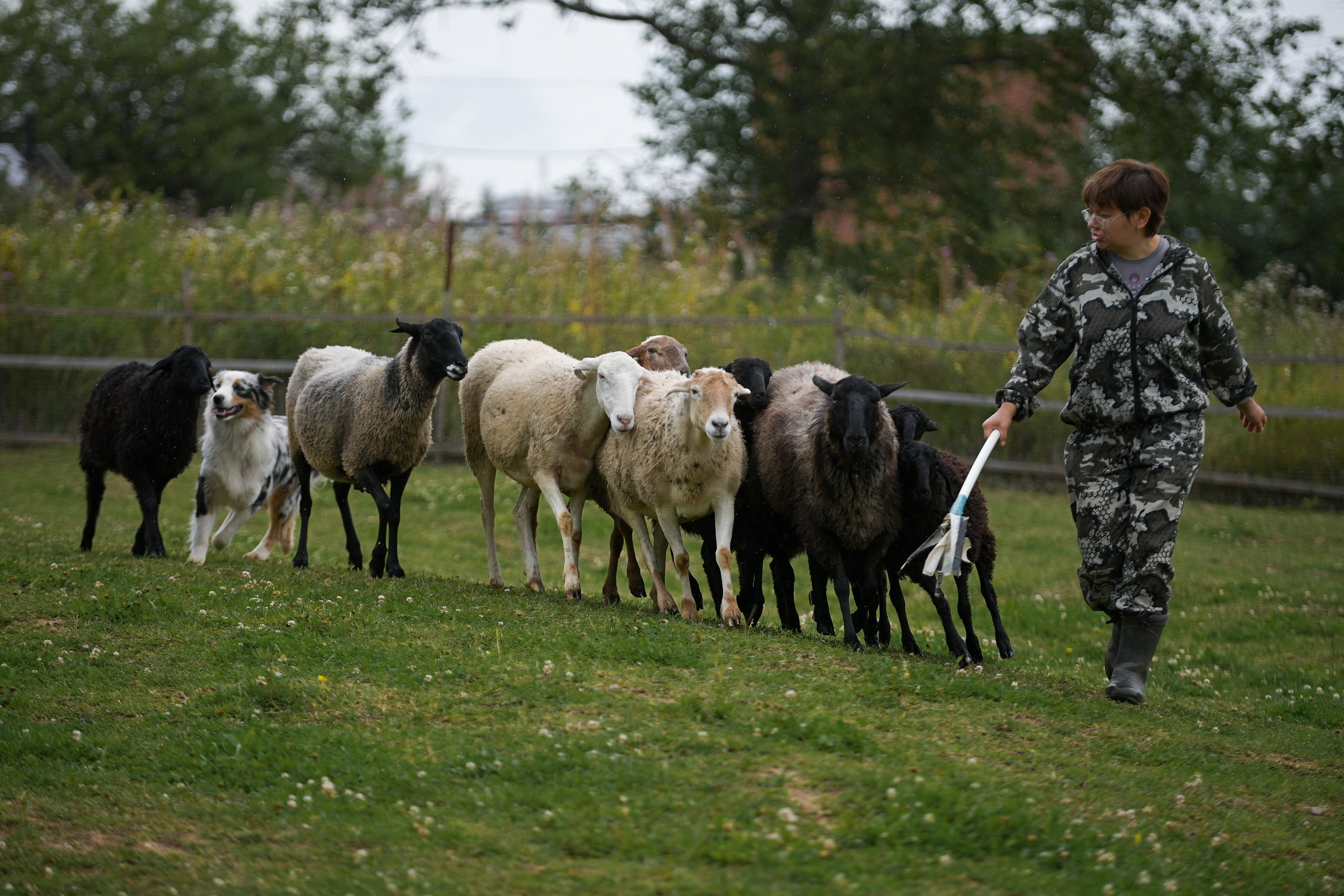 Пастьба собак. Творческий фотограф Вологда