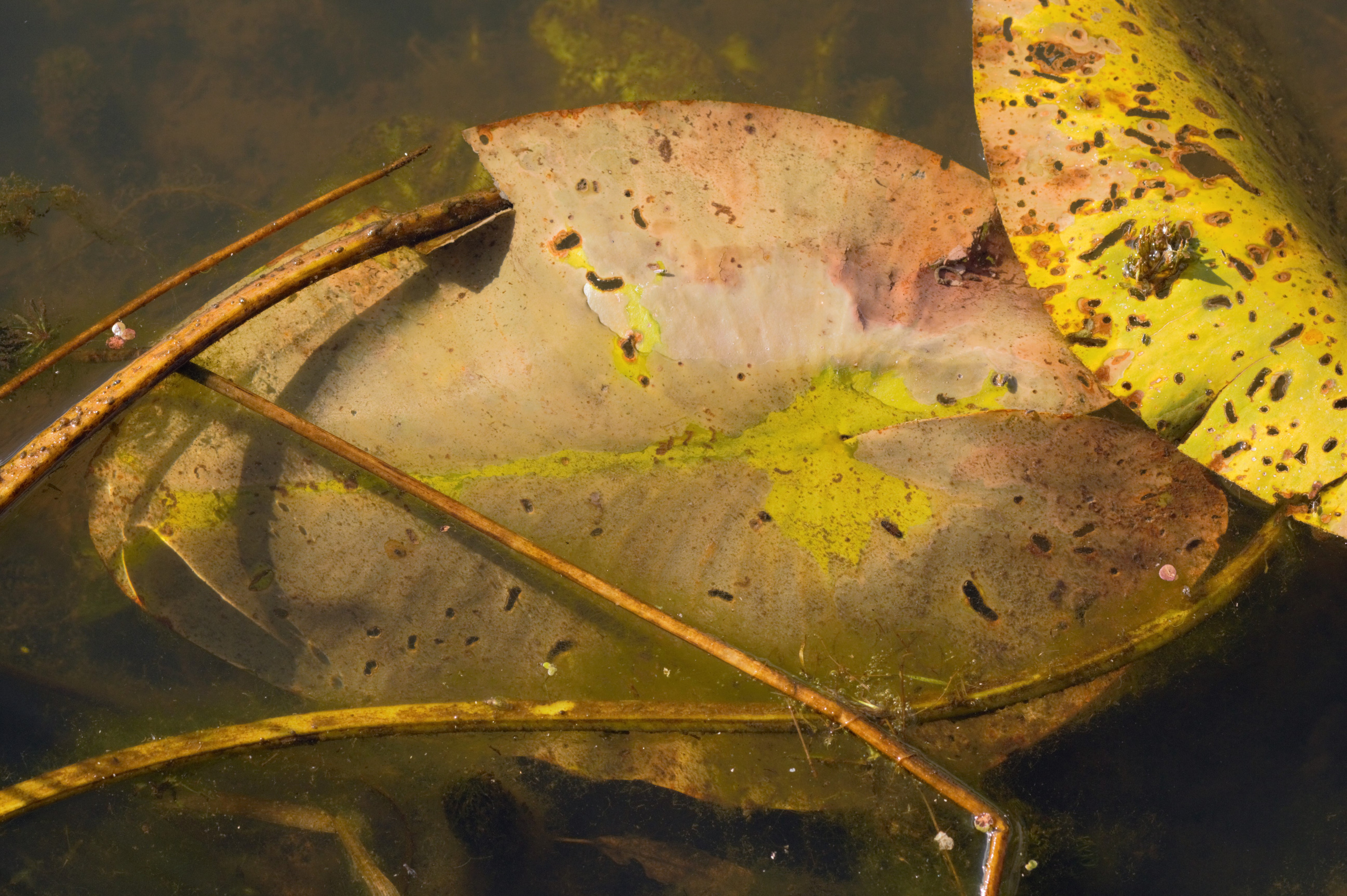 Krynitsa / 2019 -in the process. HOME