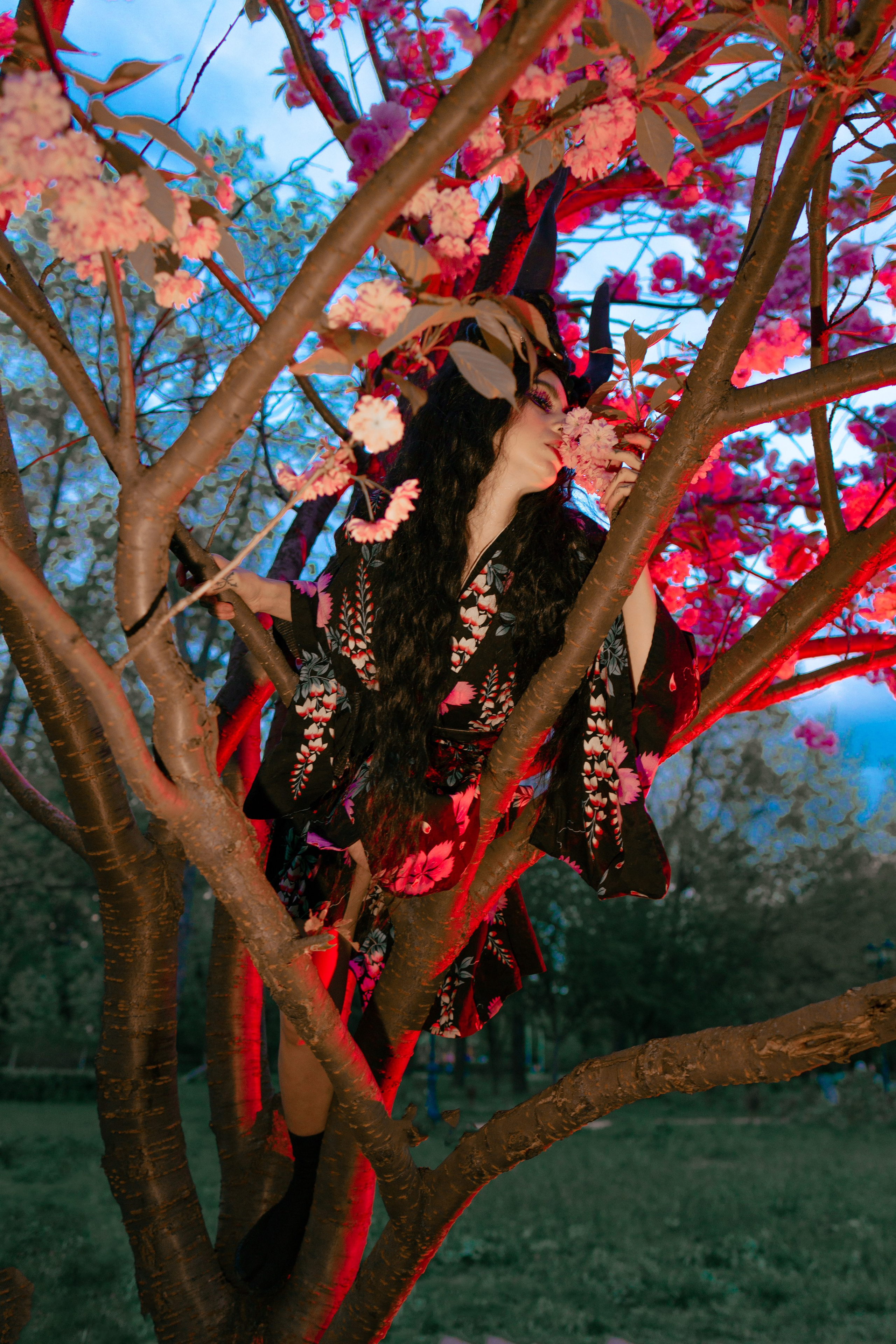 Кирисакура- соцветия вишни в тумане