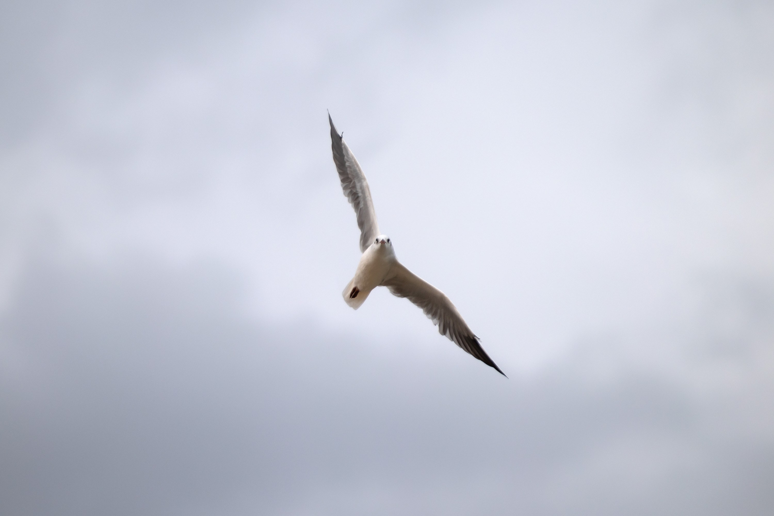 Азовское море. Фотограф Владимир Охрименко