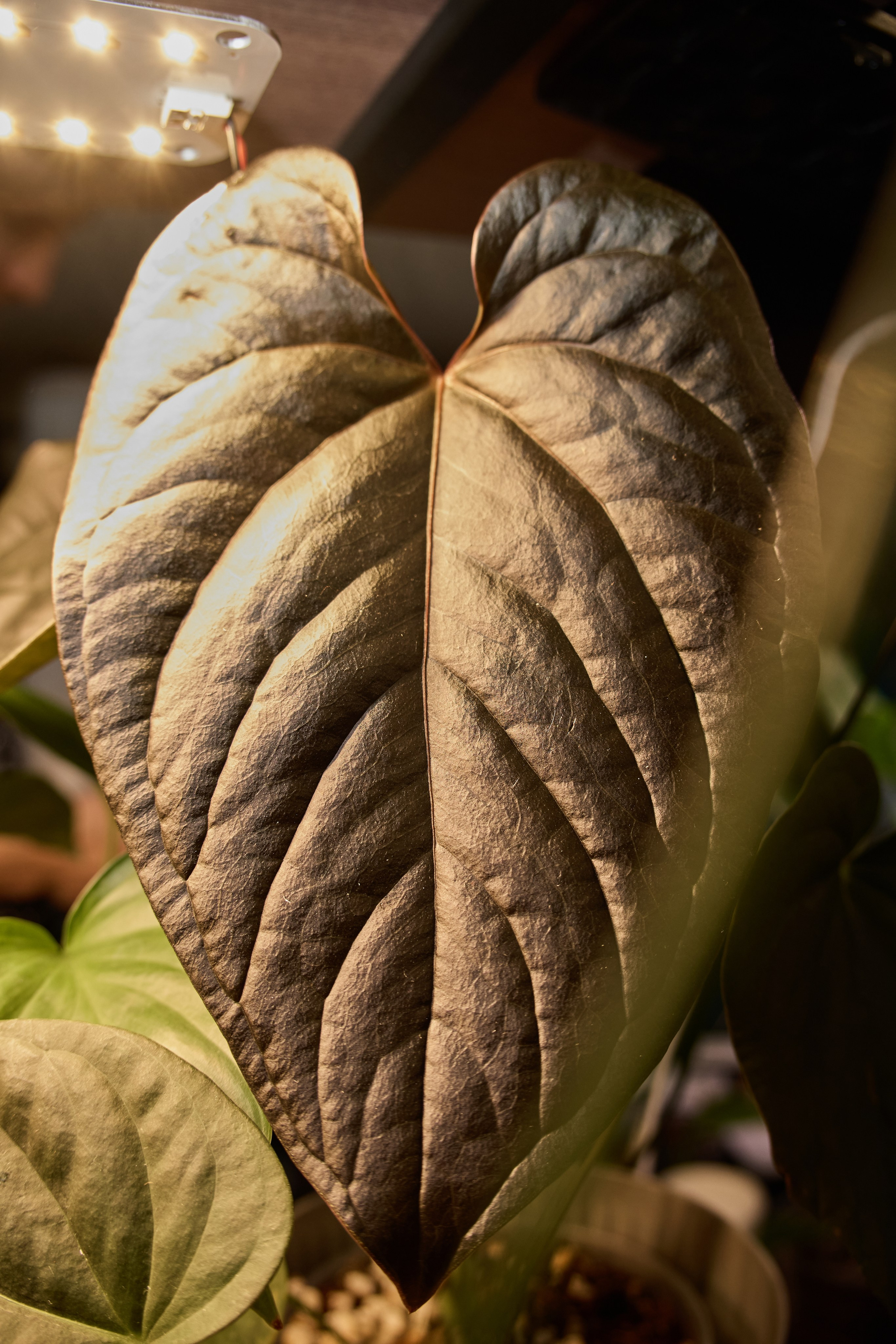 Цветочная ярмарка