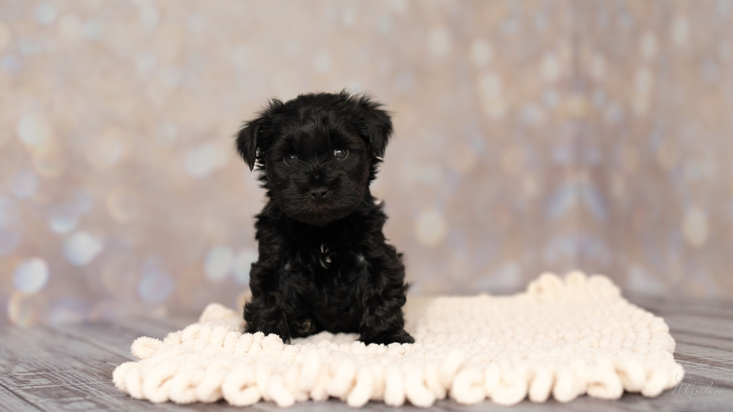 Тибетские терьеры 1мес. Фотограф-анималист Асадова